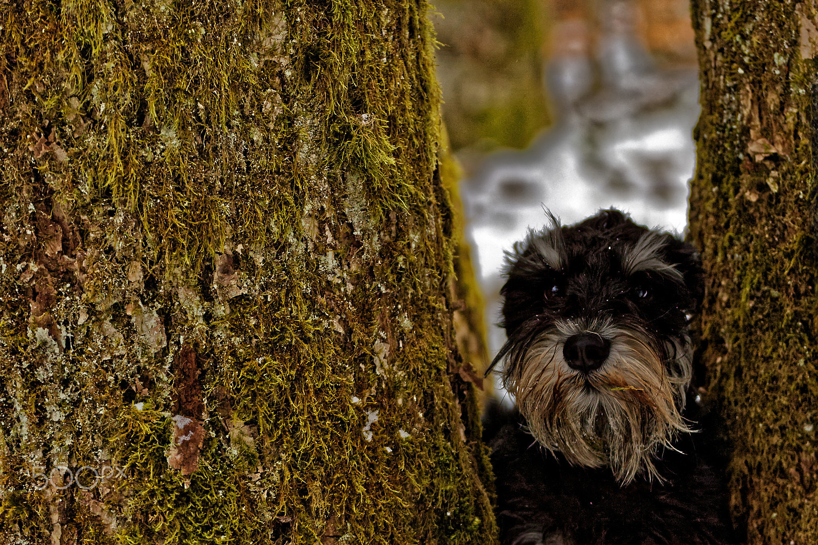 Canon EOS 6D Mark II + Tamron SP 35mm F1.8 Di VC USD sample photo. Frozen collection photography