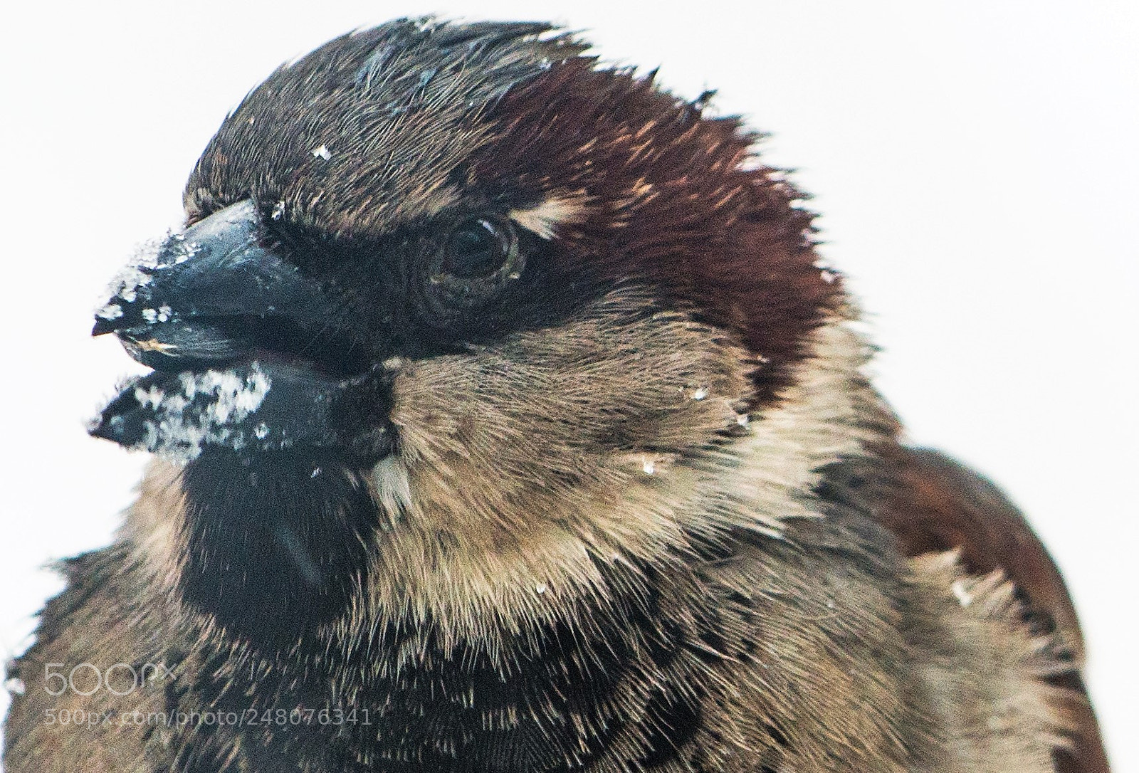 Nikon D800 sample photo. Portrait of a hungry photography