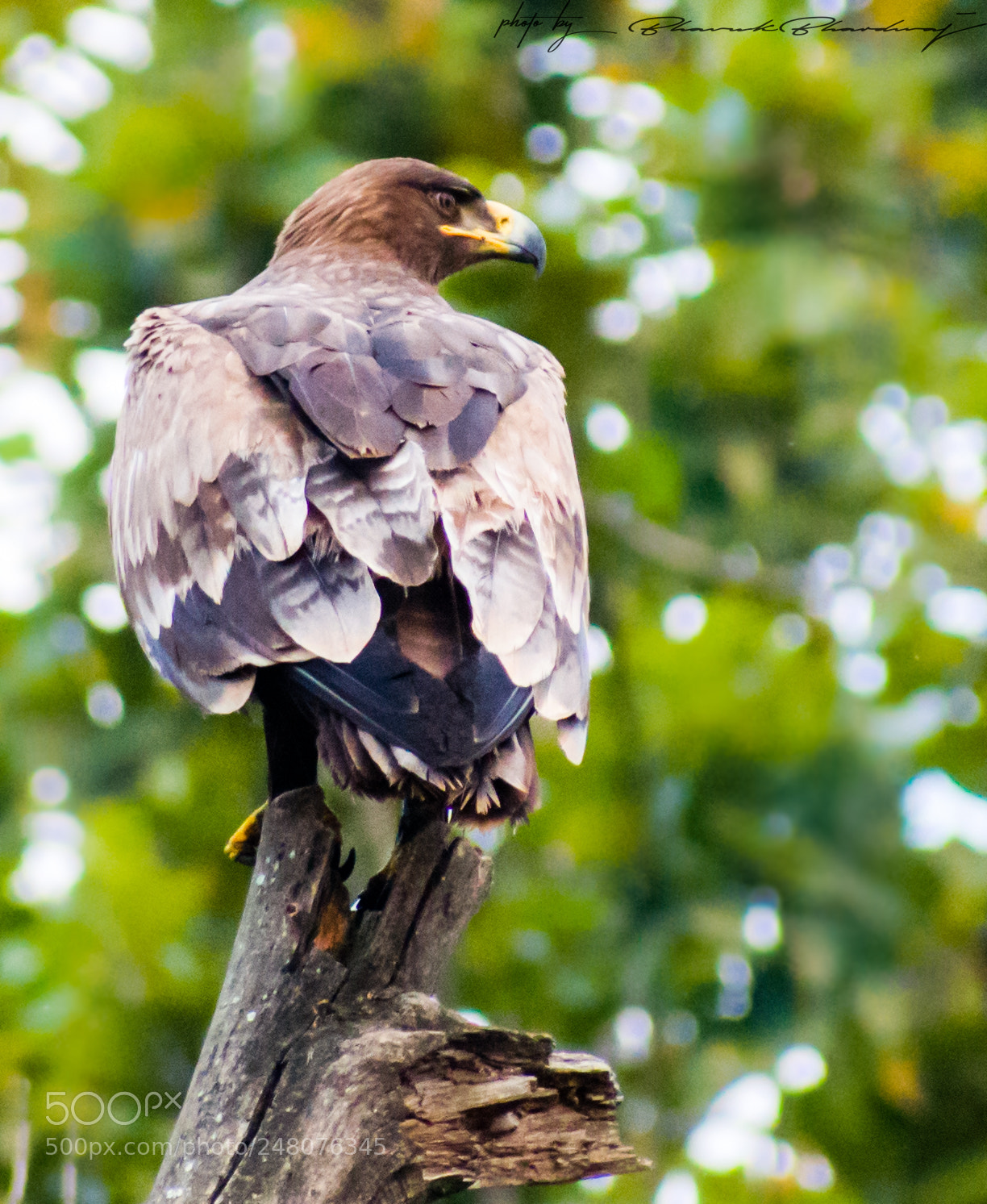 Nikon D5300 sample photo. Steepe eagle photography
