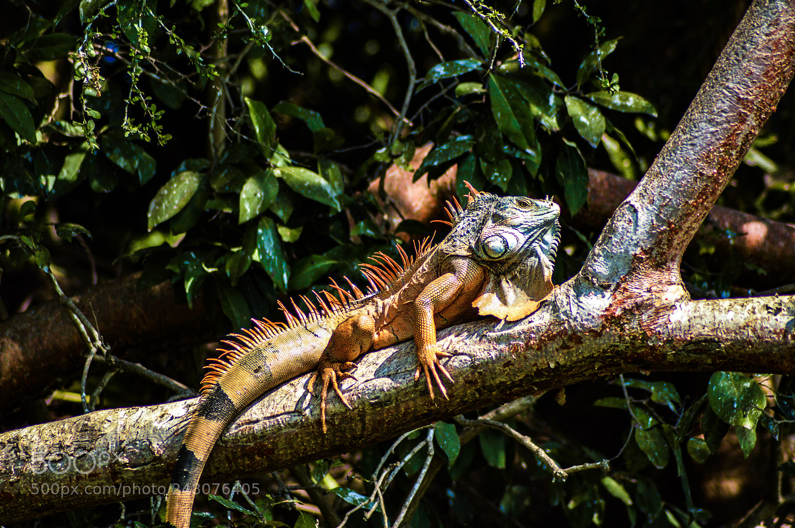 Nikon D3200 sample photo. Iguana photography