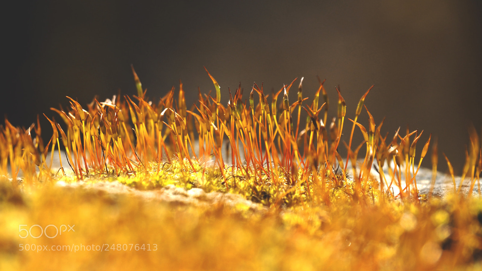 Olympus OM-D E-M5 II sample photo. Moss... photography