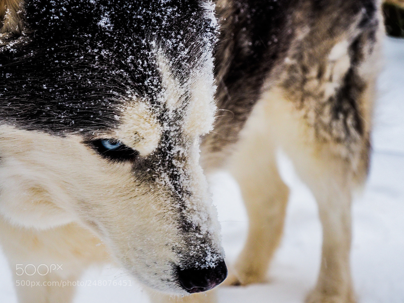 Olympus OM-D E-M10 II sample photo. Snow? photography