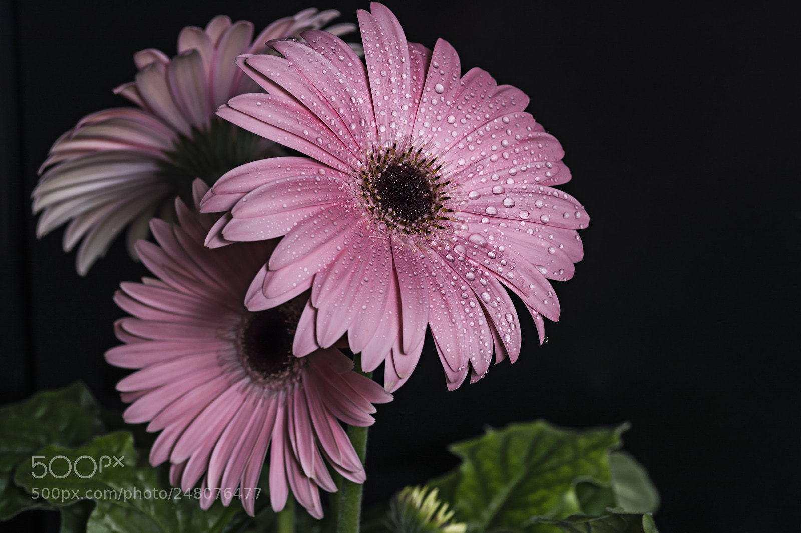 Nikon D7100 sample photo. Gerbera photography