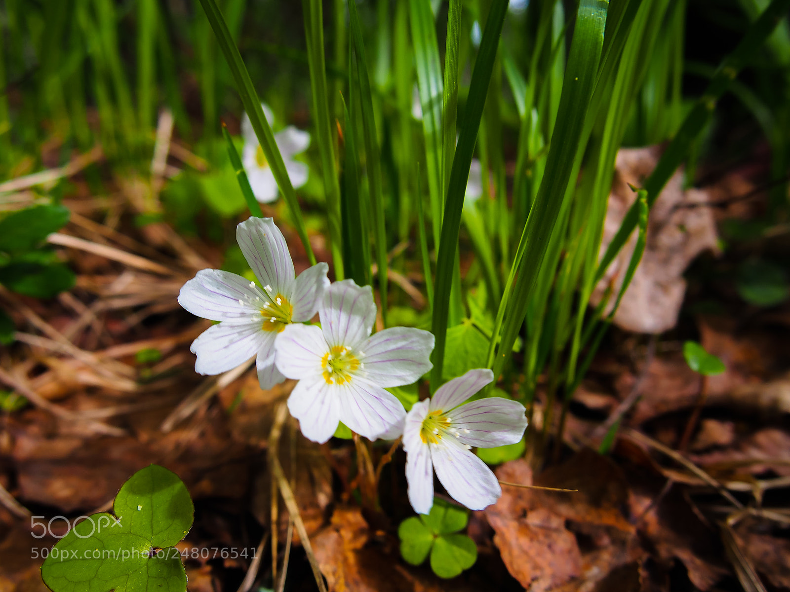 Olympus PEN E-PL5 sample photo. I dream of spring photography