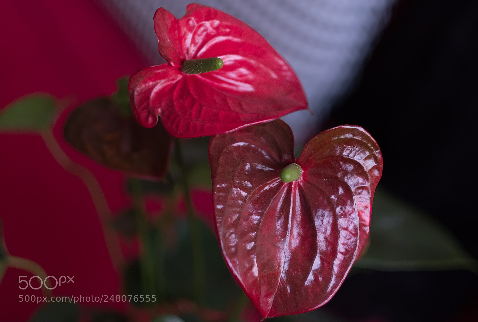 Fujifilm X-T2 sample photo. Anthurium rouge photography