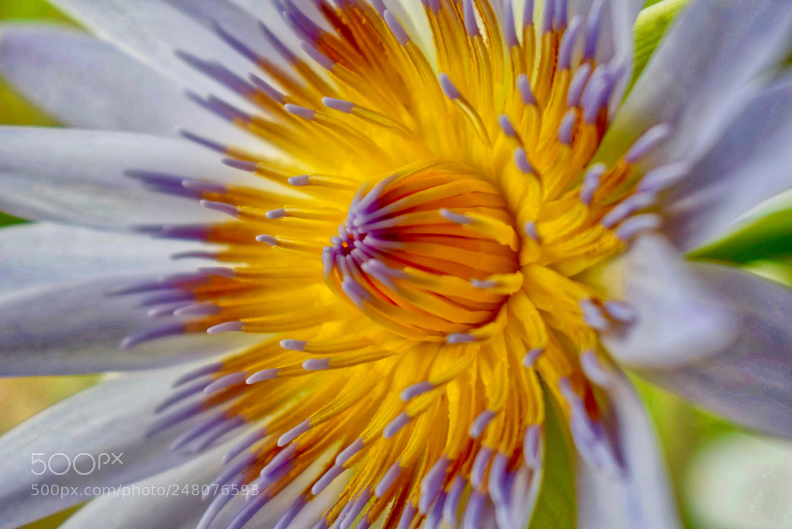 Nikon D5300 sample photo. Water lily macro photography