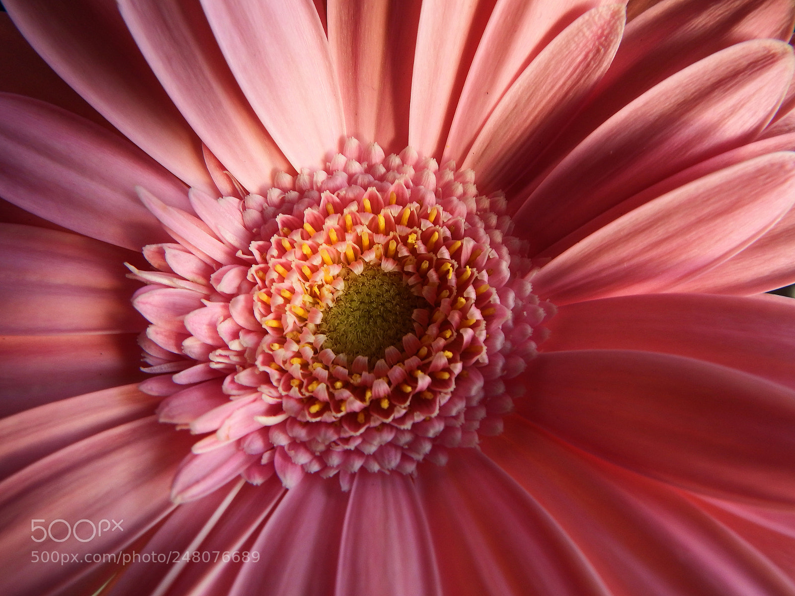 Fujifilm FinePix SL1000 sample photo. Gerbera photography