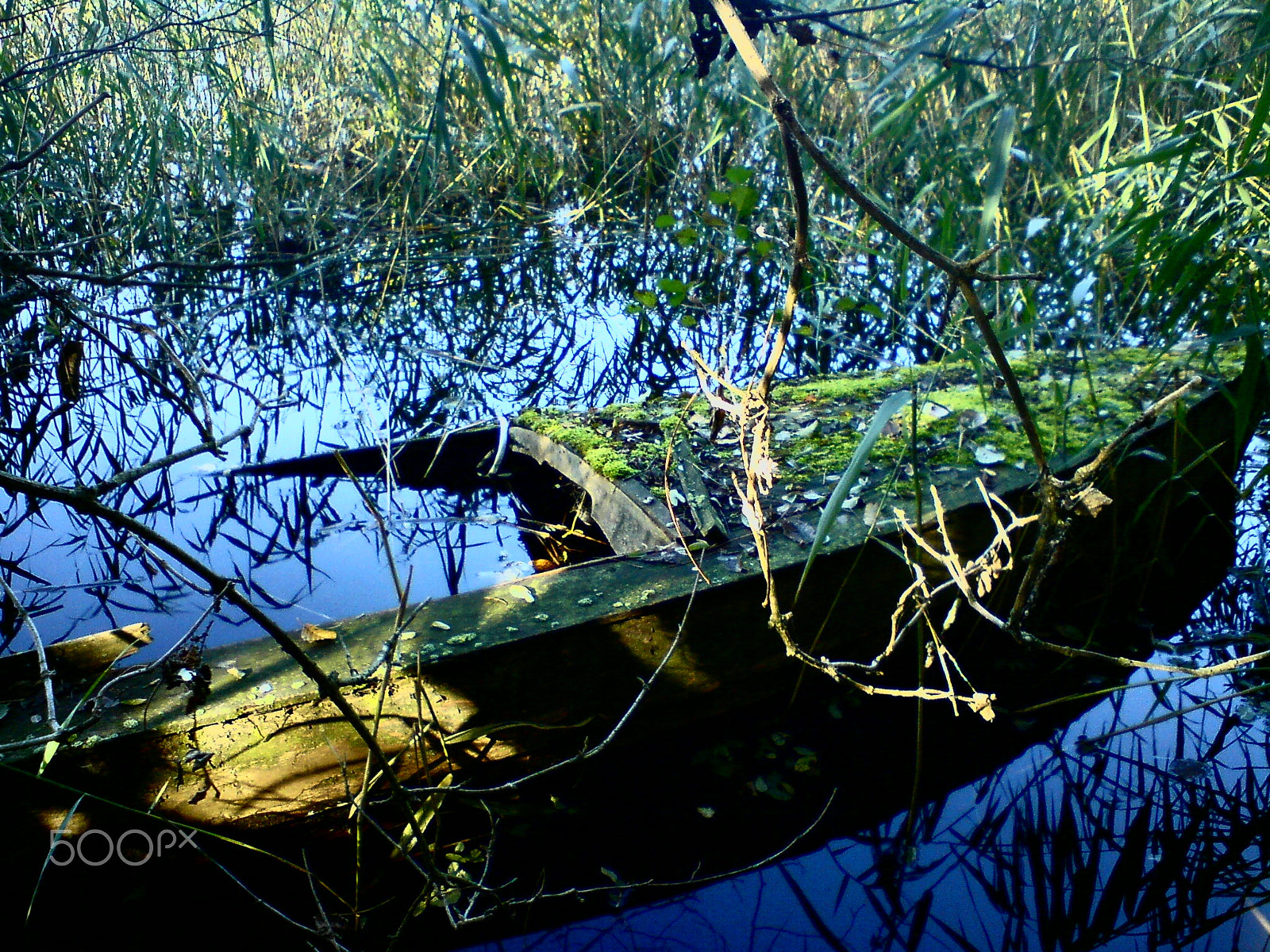 Sony Ericsson C510 sample photo. Metamorphosis photography