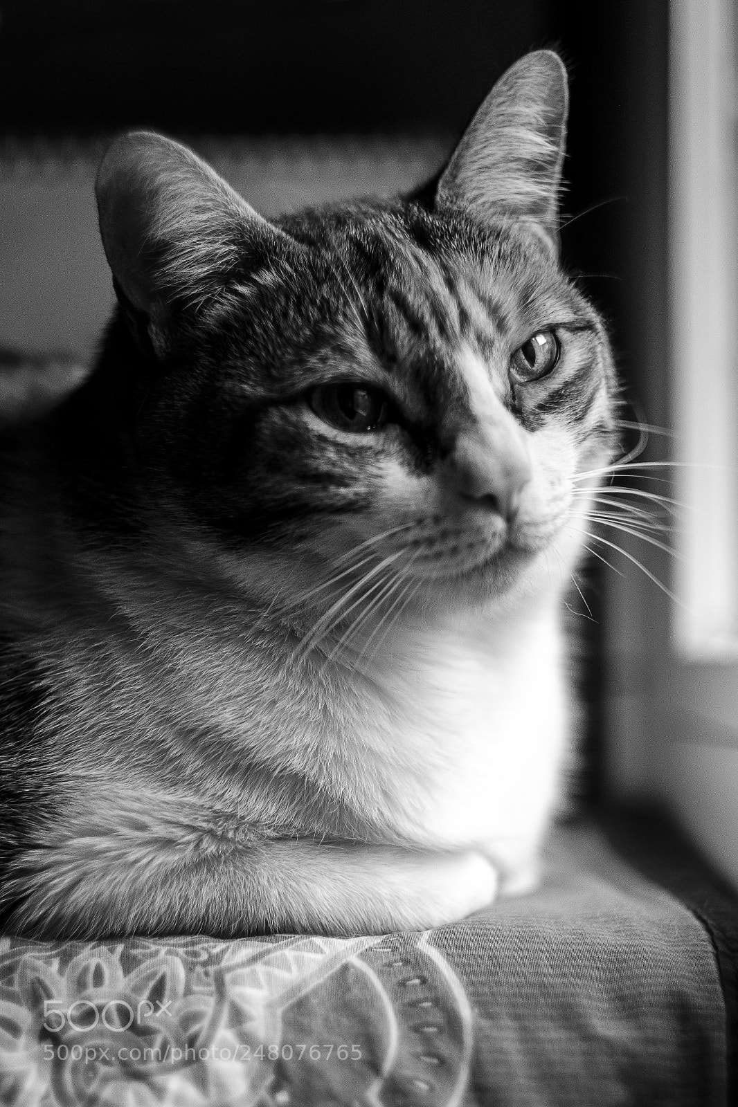 Fujifilm X-T2 sample photo. A. photography