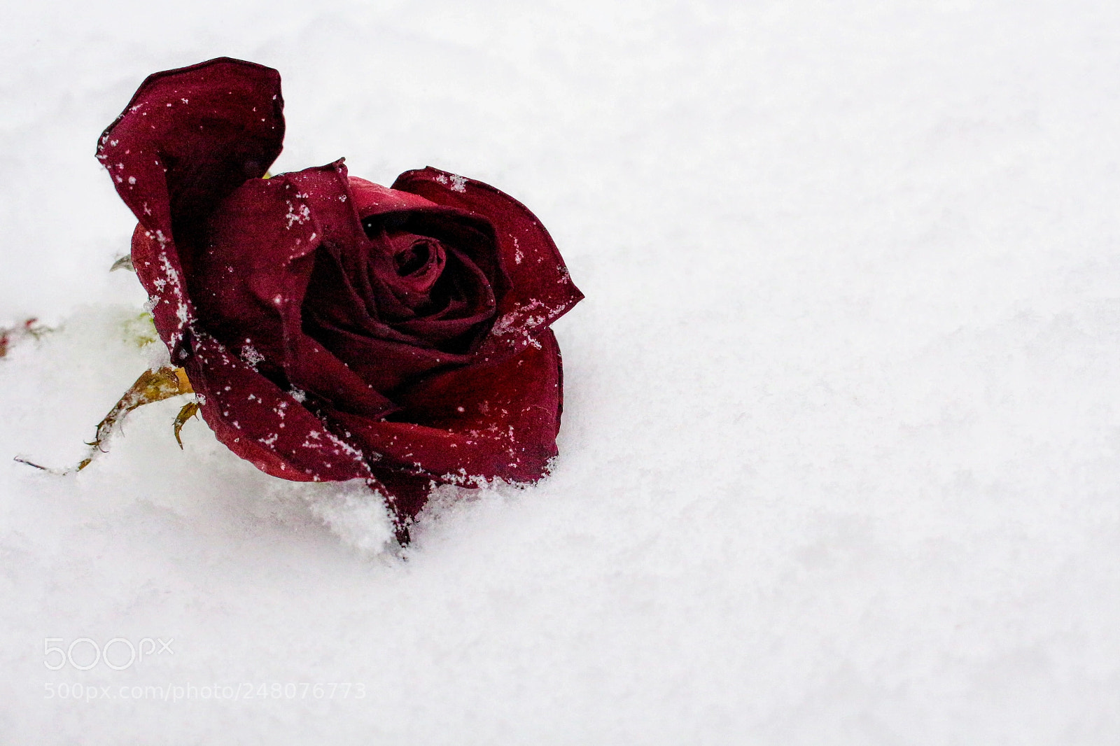 Canon EOS 700D (EOS Rebel T5i / EOS Kiss X7i) sample photo. Rose falls against the photography