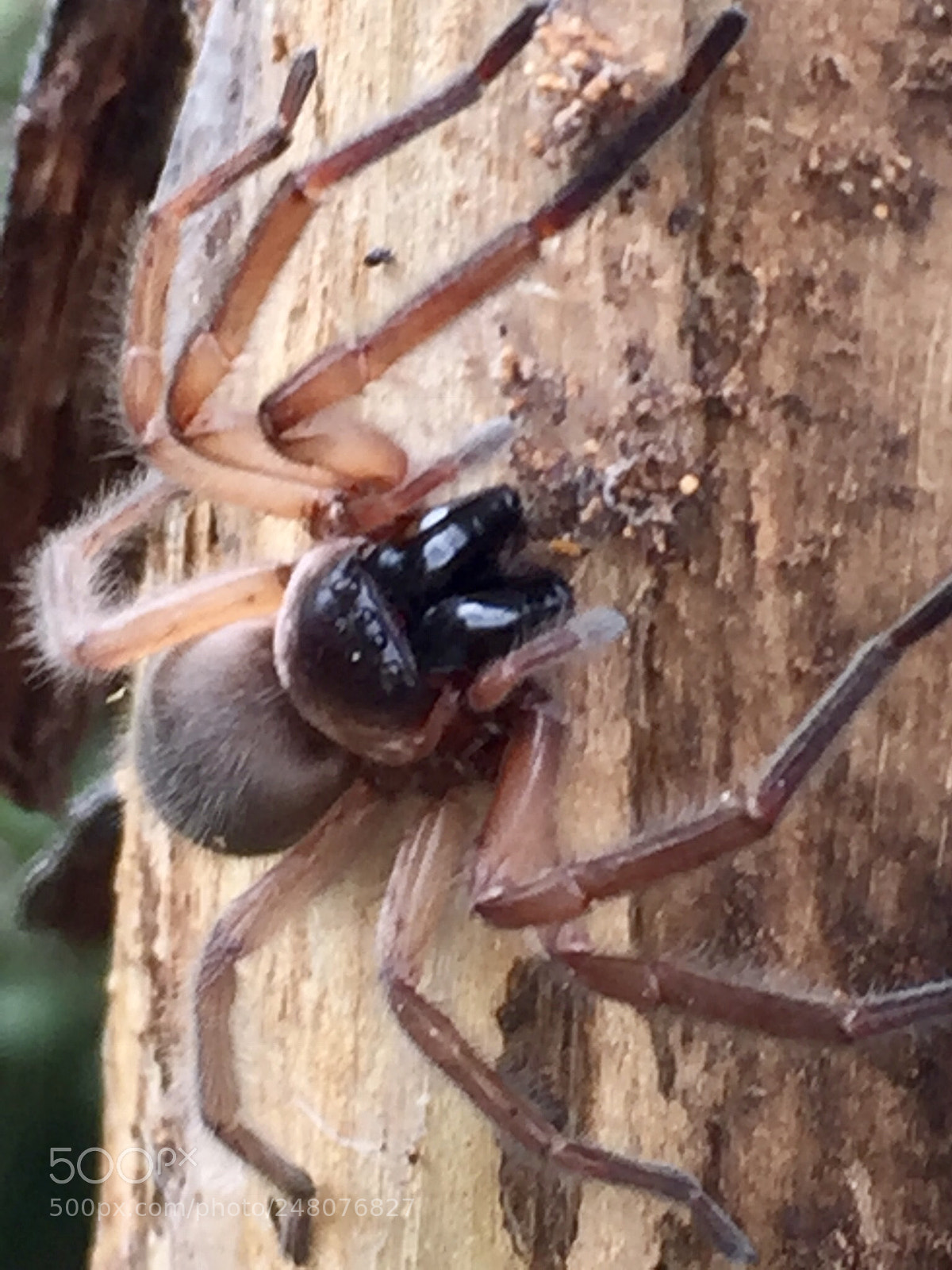 Apple iPhone 6 Plus sample photo. Spider photography