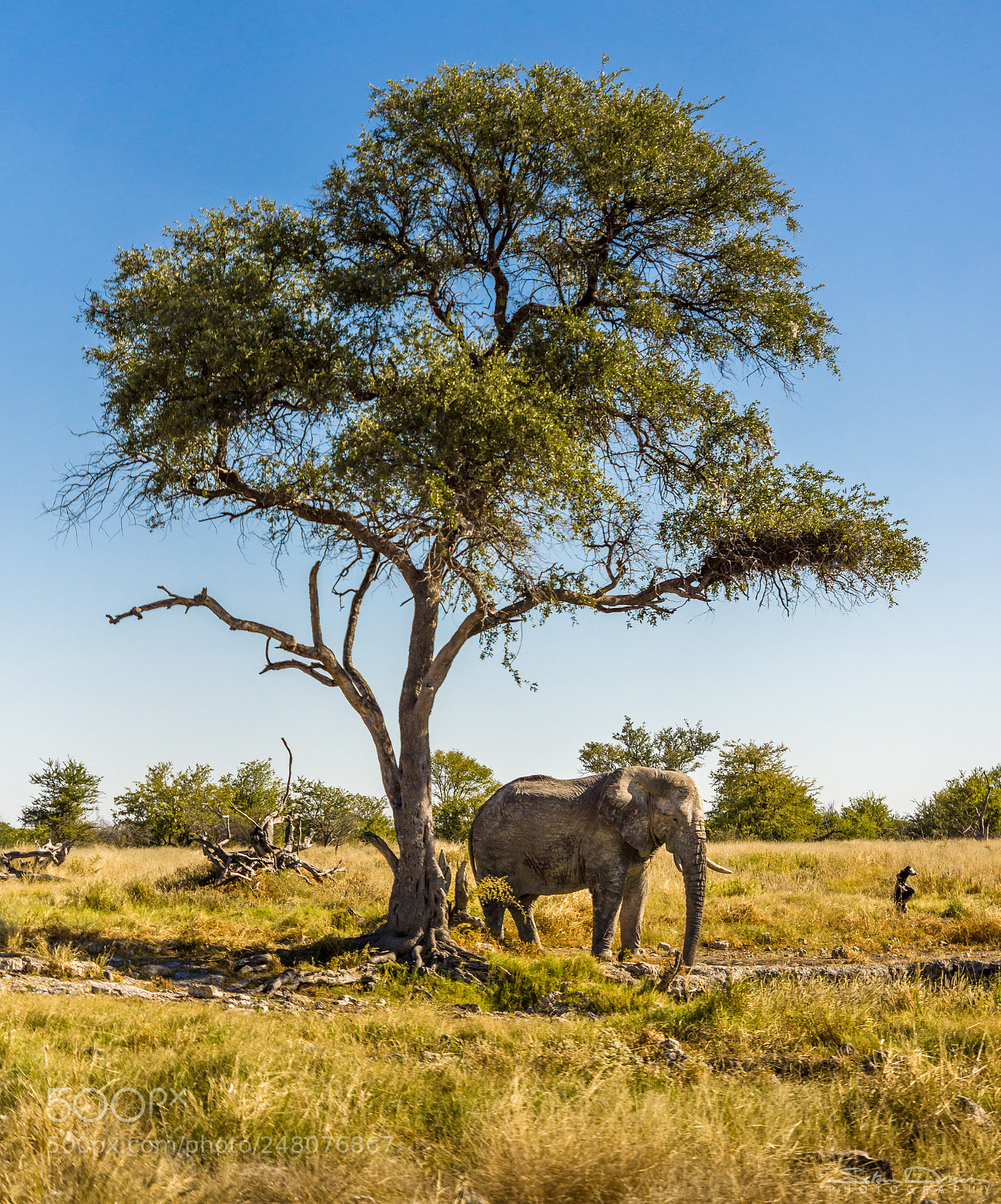 Sony SLT-A77 sample photo. Relaxing elephant photography