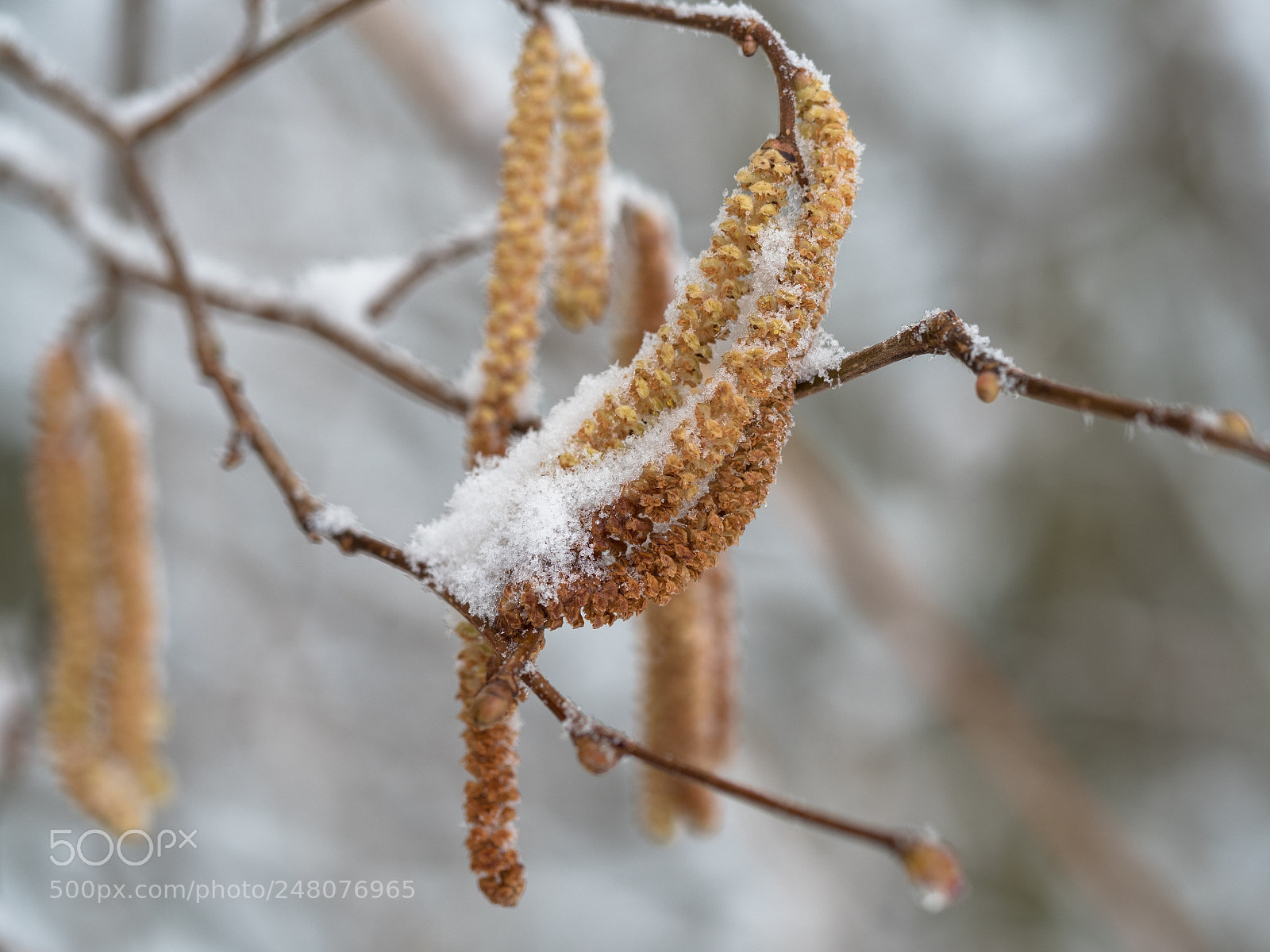 Olympus OM-D E-M5 II sample photo. Surprised by winter photography