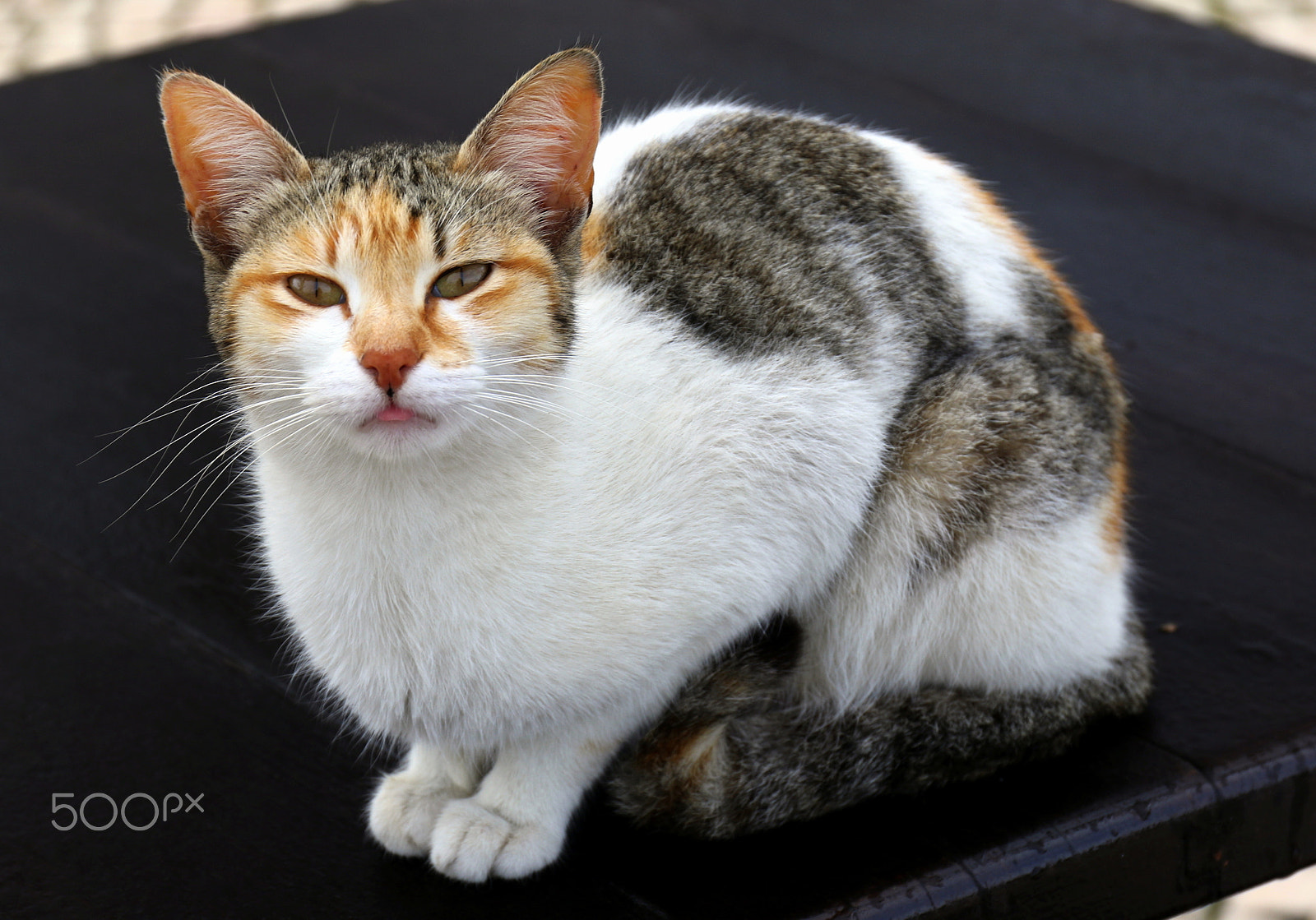 Canon EF 24-70mm F4L IS USM sample photo. Sweet  cat photography