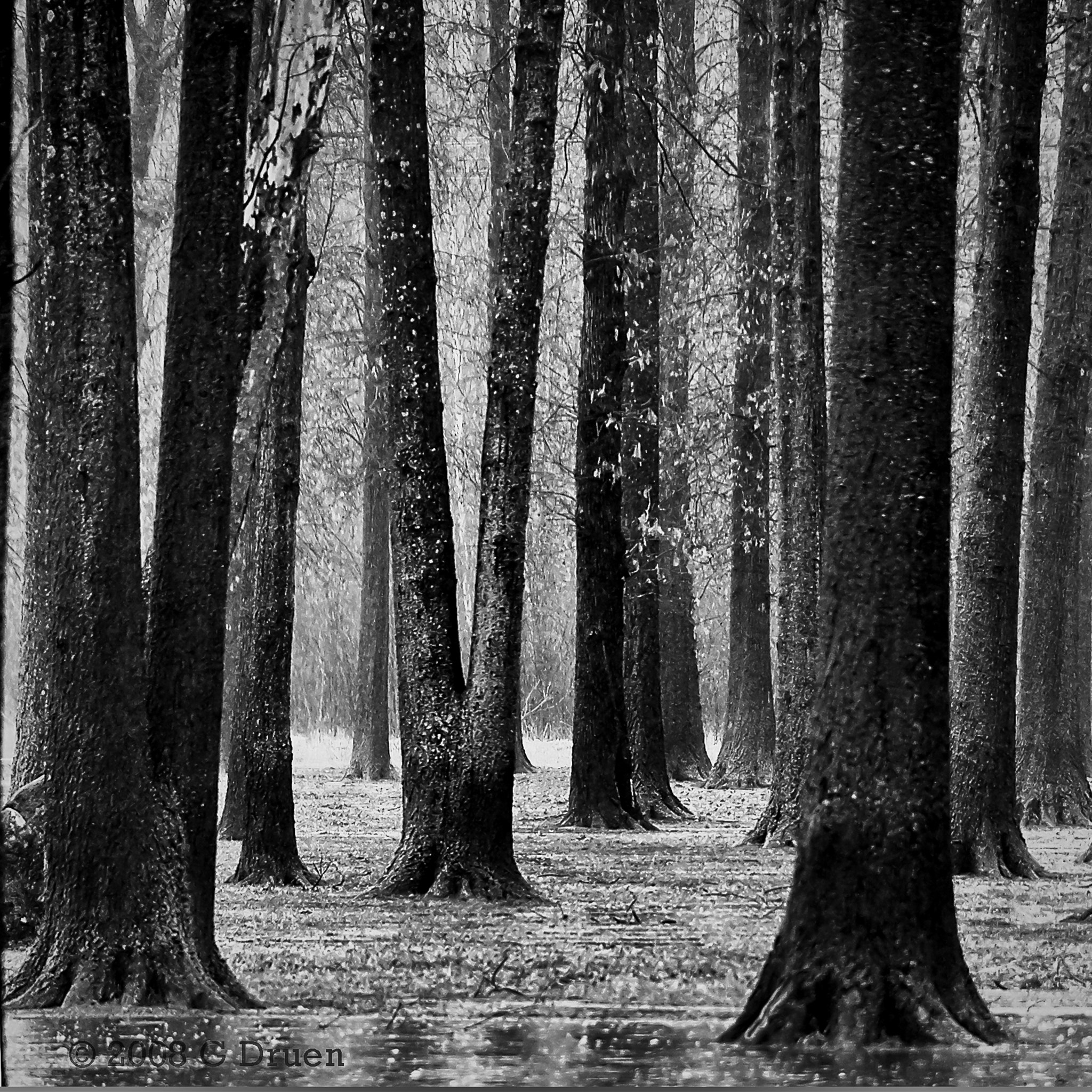 Pentax K100D sample photo. Rainy day in the woods photography