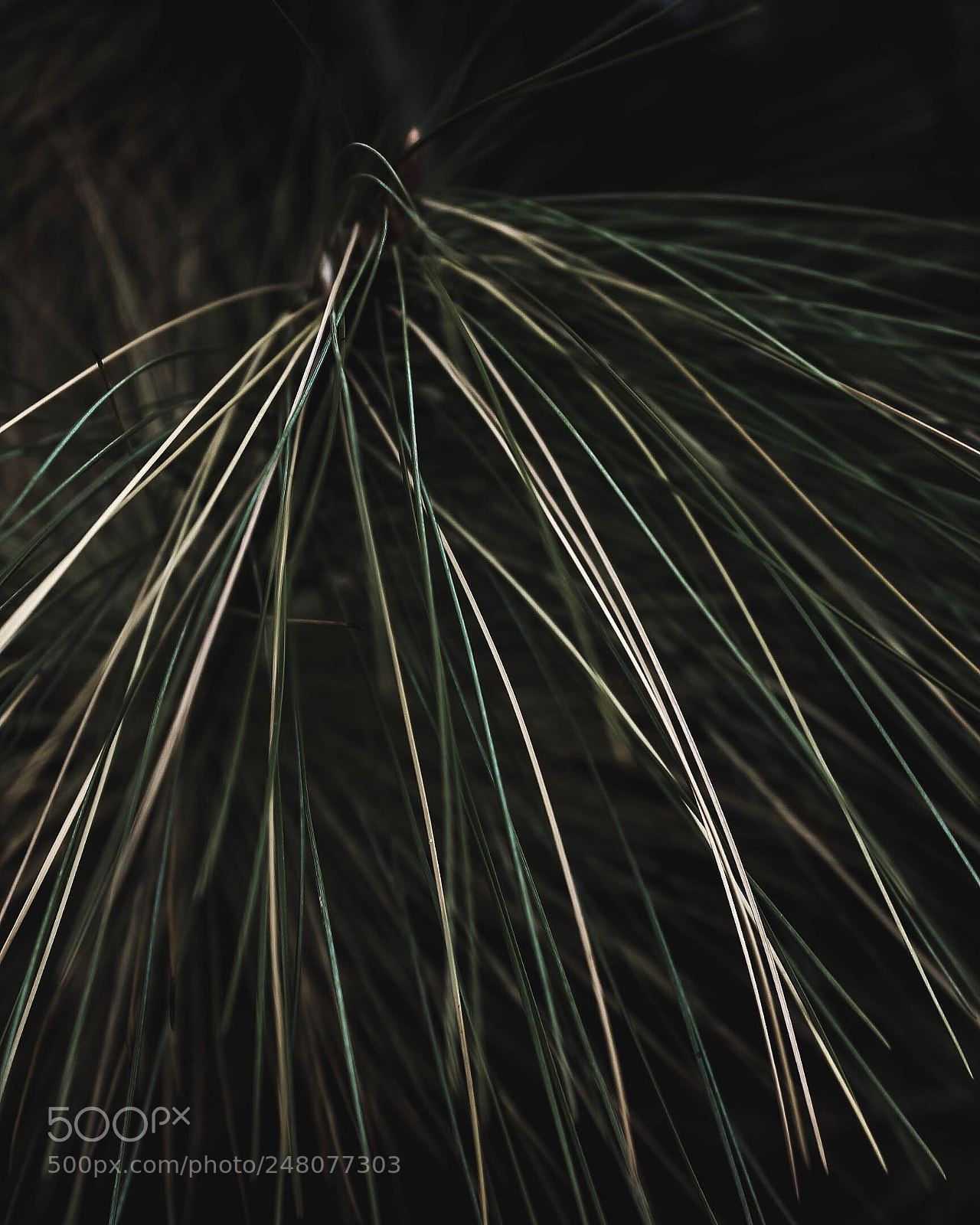 Canon EOS 650D (EOS Rebel T4i / EOS Kiss X6i) sample photo. Pine photography