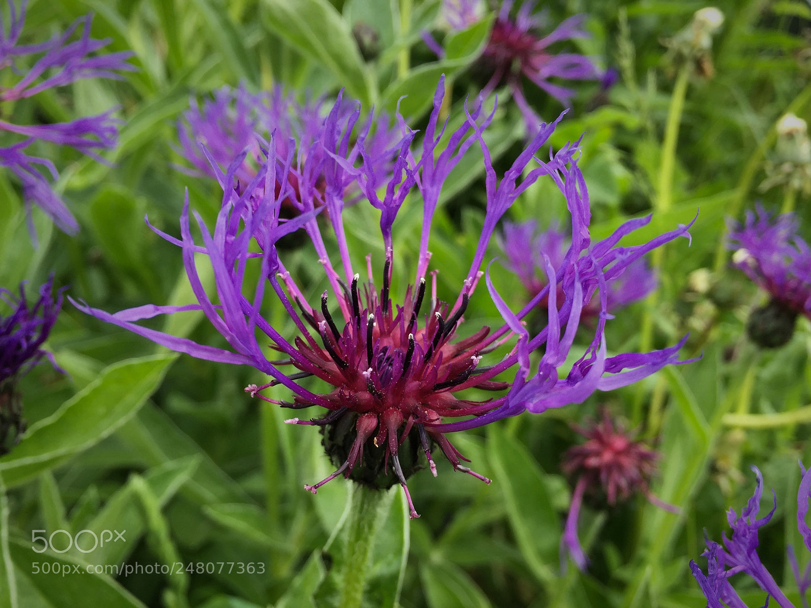 Apple iPhone 6 sample photo. Centaurea montana photography