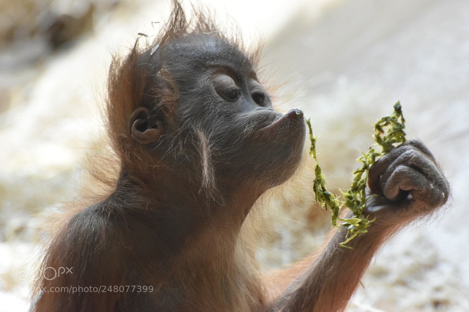 Nikon D7200 sample photo. Next generation in hellabrunn photography