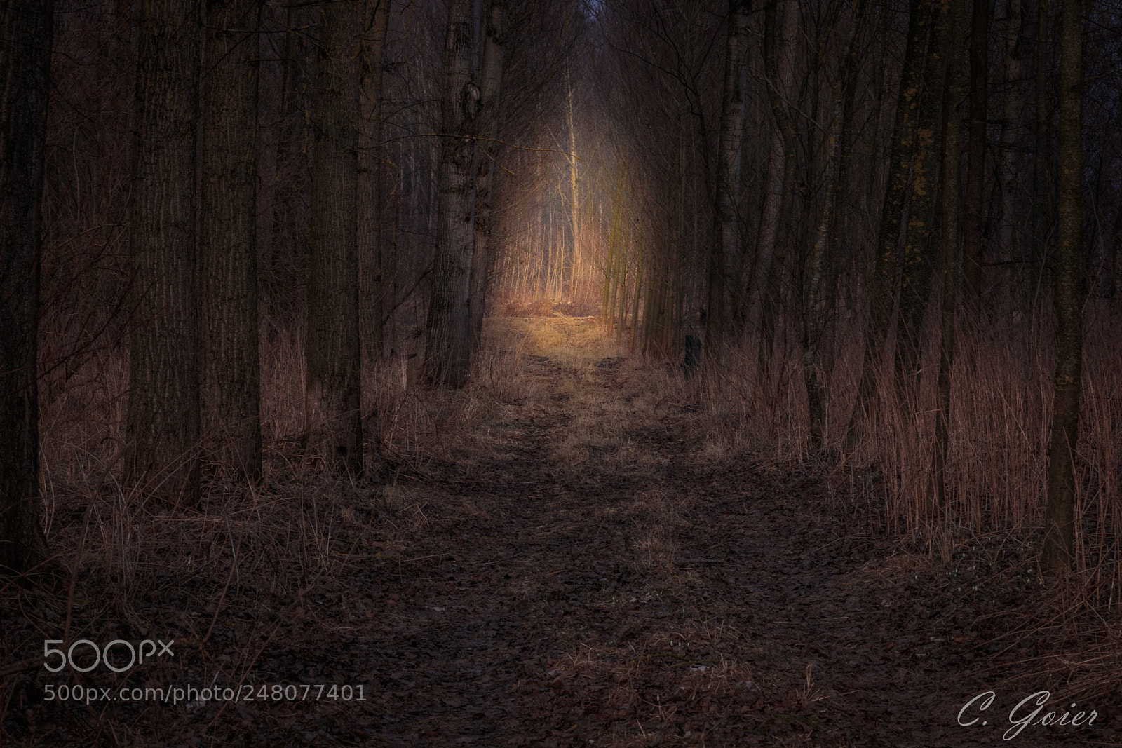 Canon EOS 77D (EOS 9000D / EOS 770D) sample photo. Dark forest photography