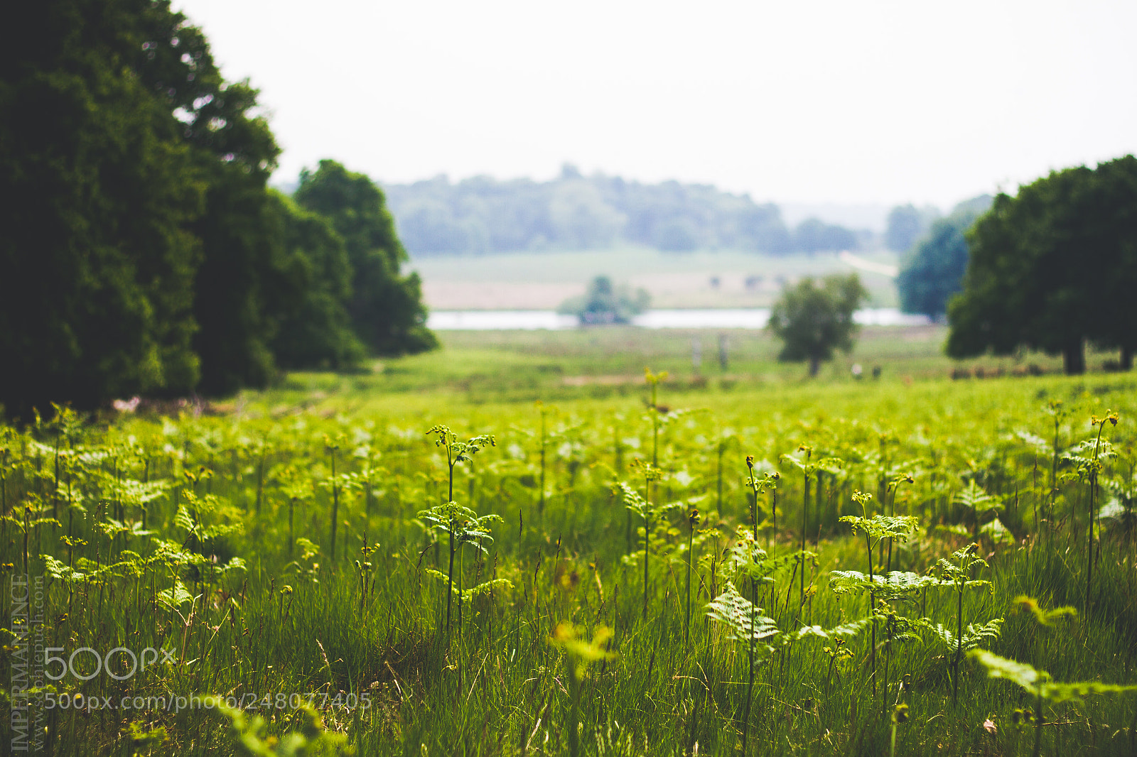 Canon EOS 7D sample photo. Green field photography