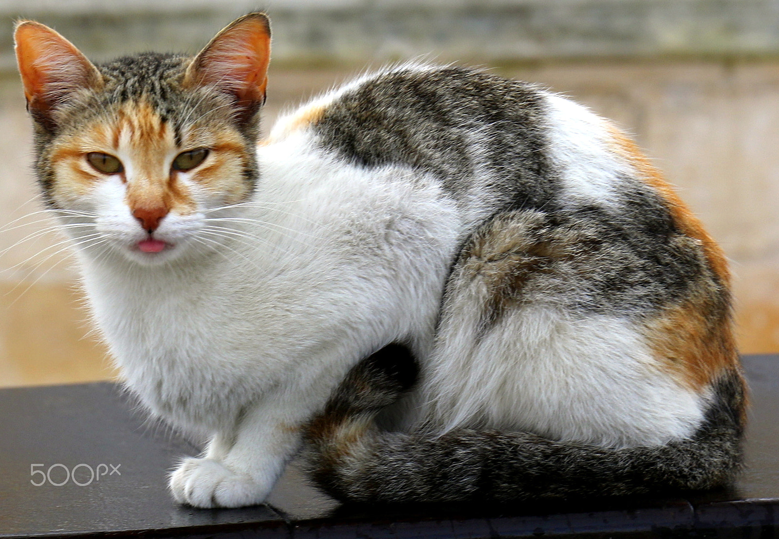 Canon EF 24-70mm F4L IS USM sample photo. Portrait photography