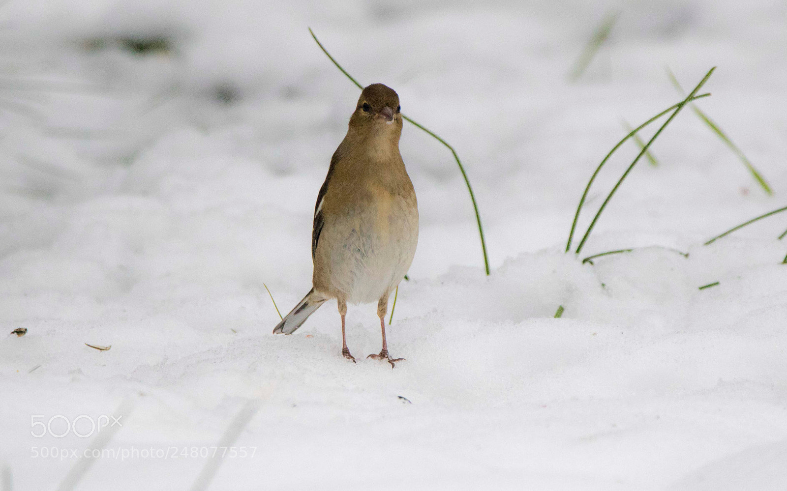 Canon EOS 7D Mark II sample photo. Bien droit dans ses photography