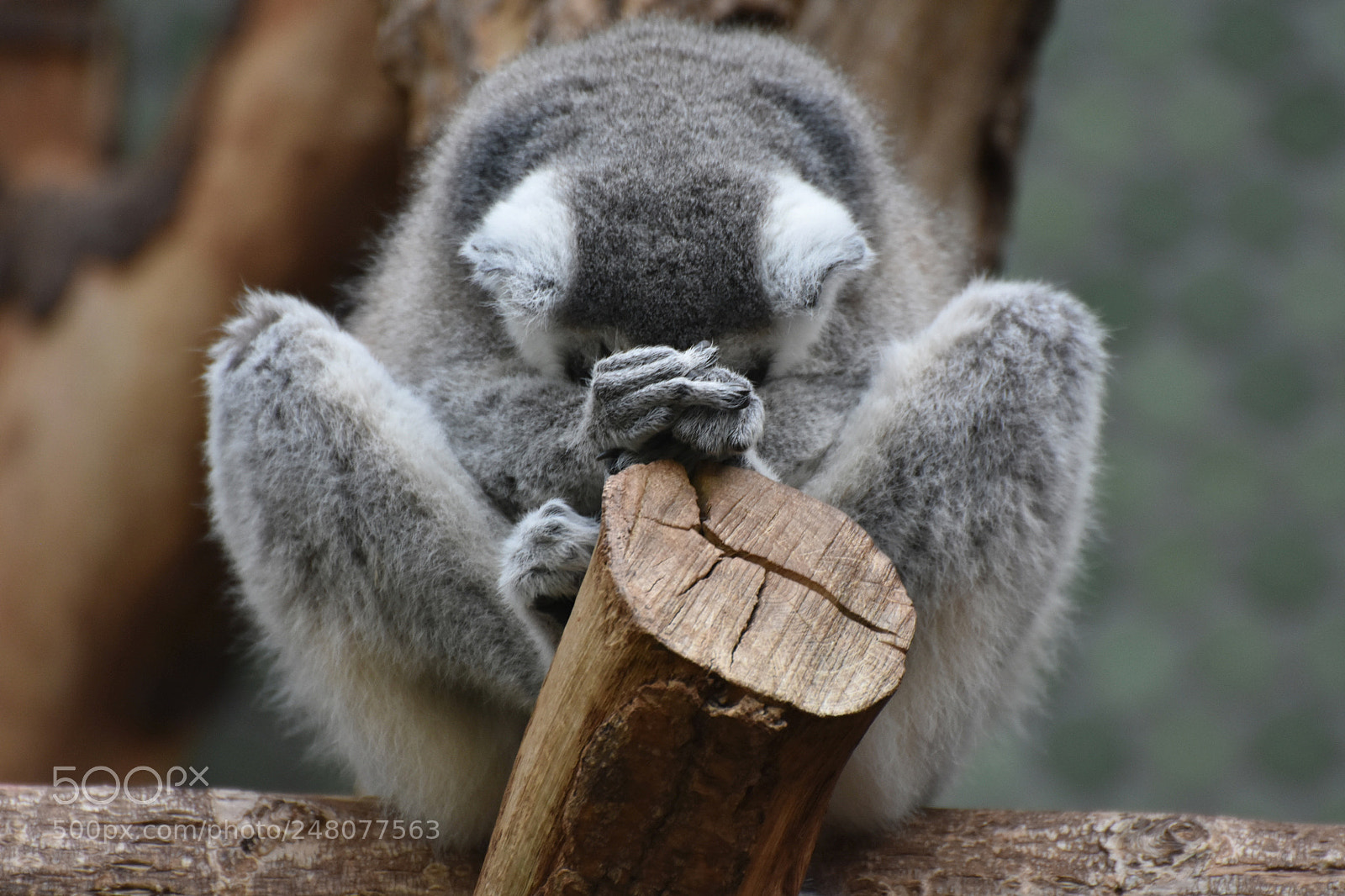 Nikon D7200 sample photo. Meditate ape photography