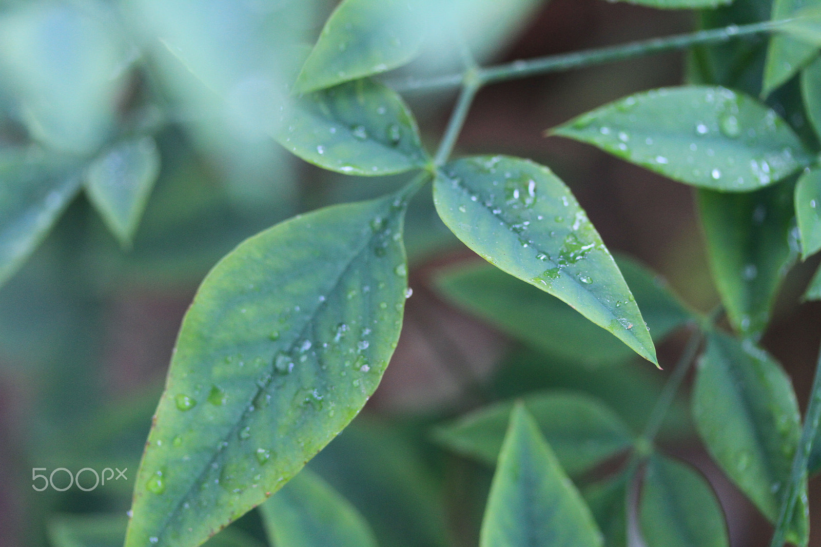 Canon EF-S 60mm F2.8 Macro USM sample photo. Rainy morning photography