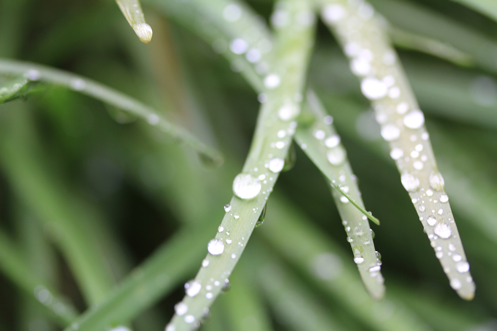 Canon EF-S 60mm F2.8 Macro USM sample photo. Rainy morning photography