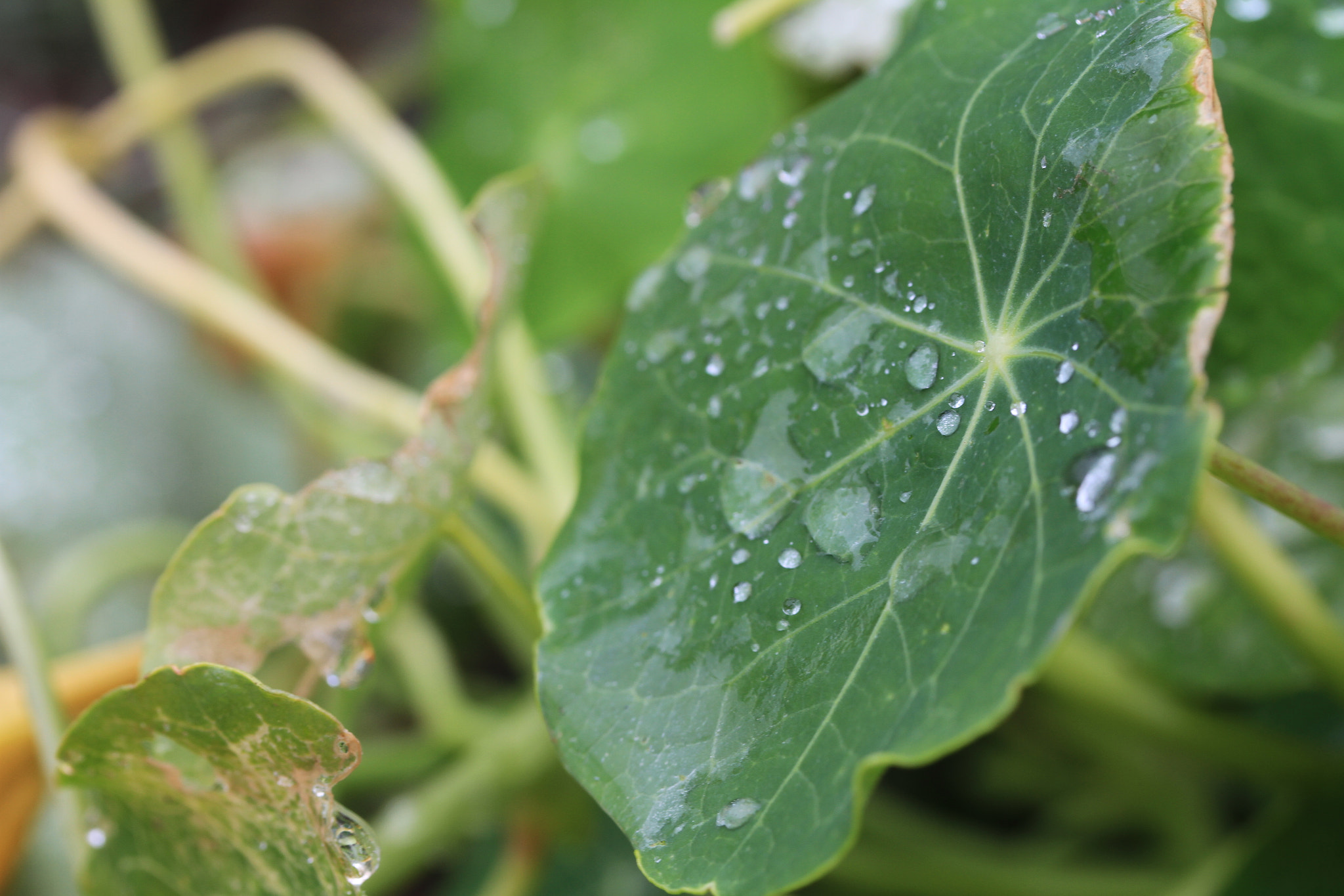 Canon EF-S 60mm F2.8 Macro USM sample photo. Rainy morning photography
