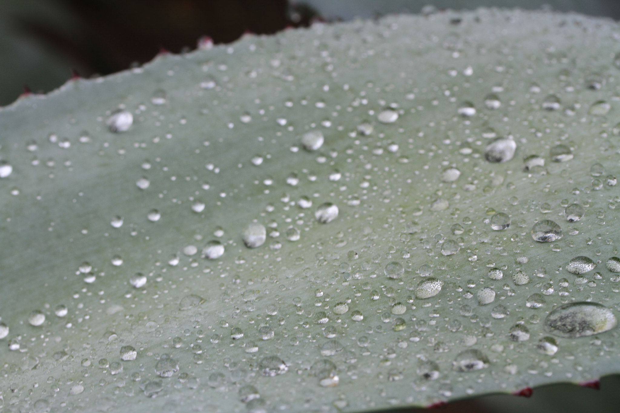 Canon EF-S 60mm F2.8 Macro USM sample photo. Rainy morning photography