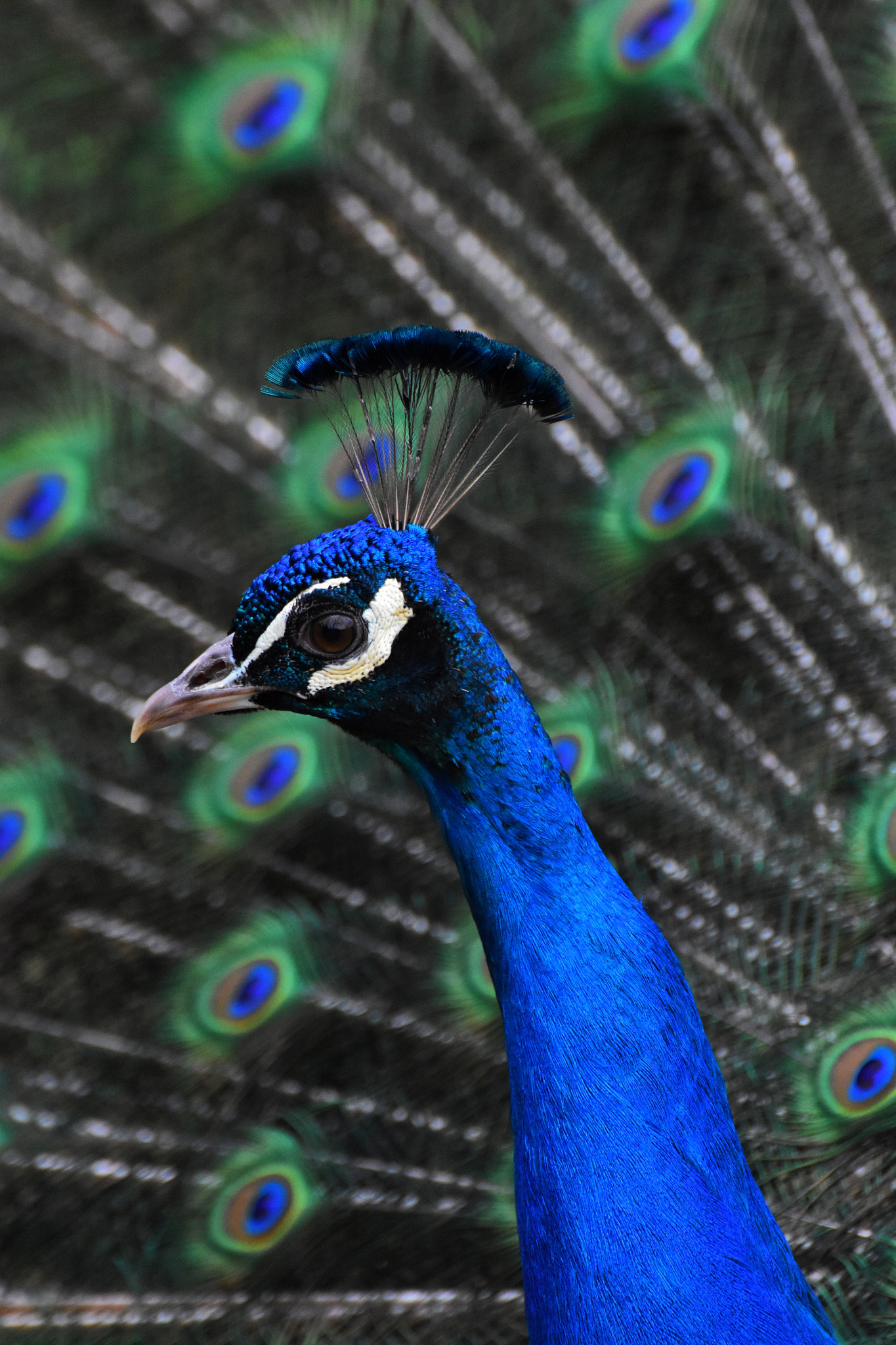 Nikon D3400 sample photo. Peacock photography