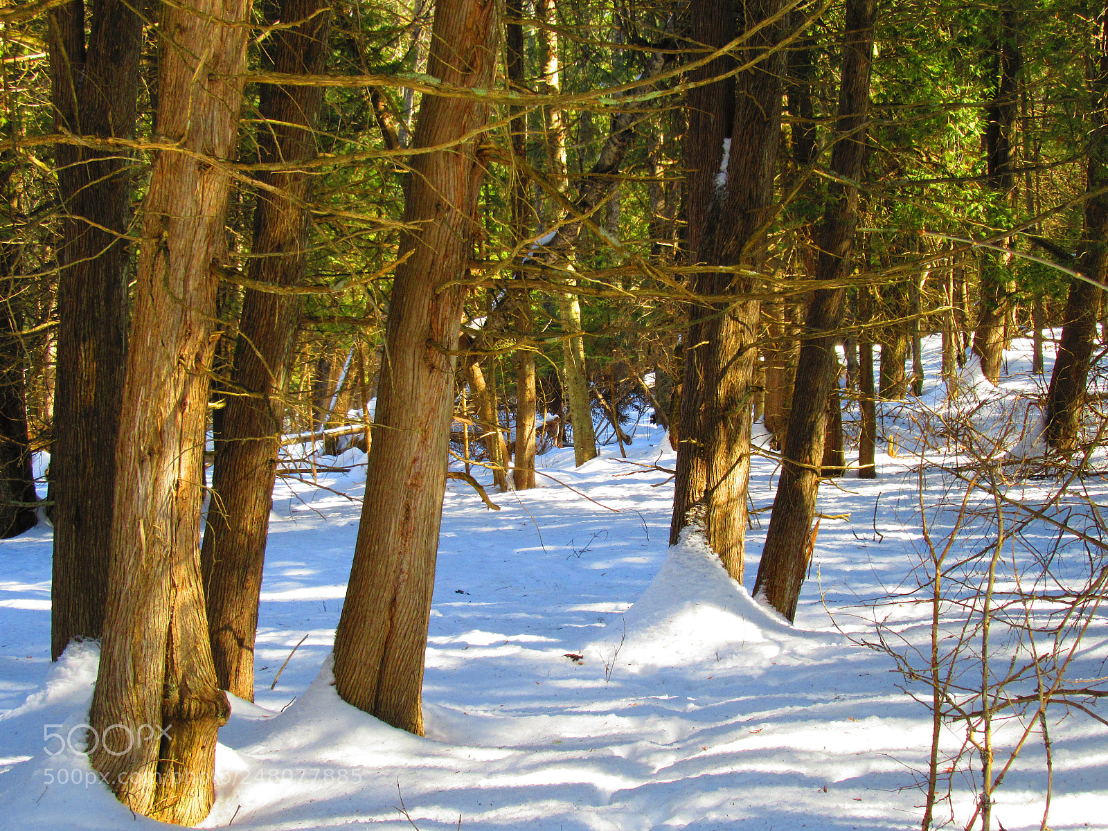 Canon PowerShot SX610 HS sample photo. Winter trees photography
