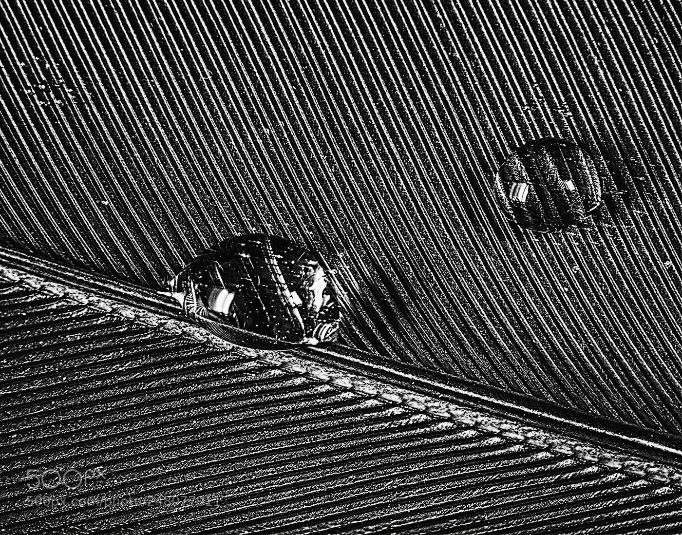 Olympus OM-D E-M5 II sample photo. Feather veins photography