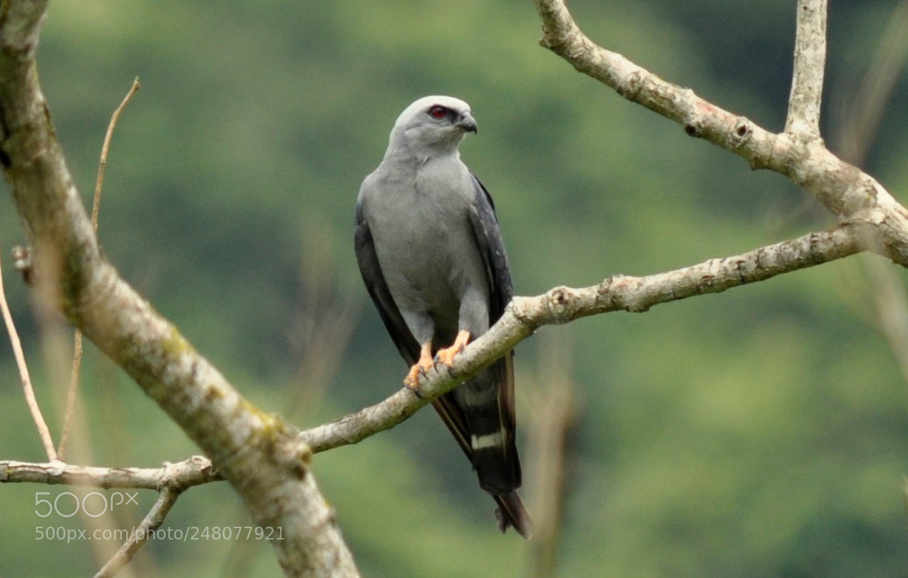 Nikon D5000 sample photo. Sovi (ictinia plumbea) photography