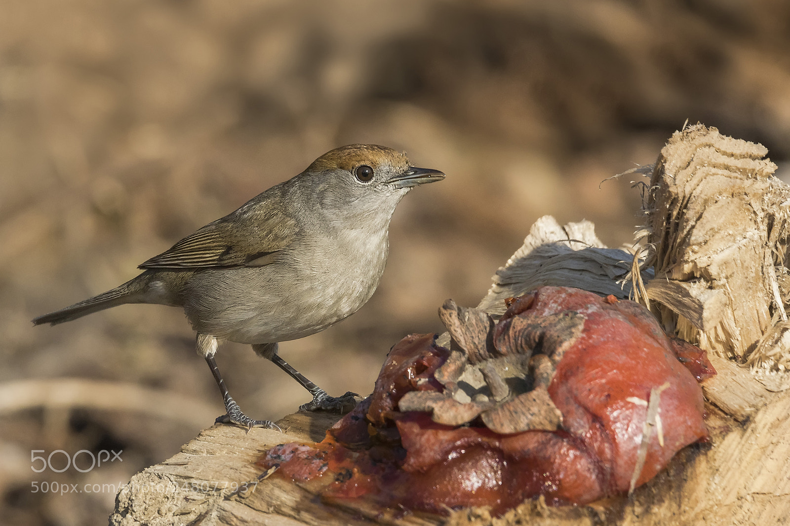 Canon EOS 7D Mark II sample photo. La capinera e il photography