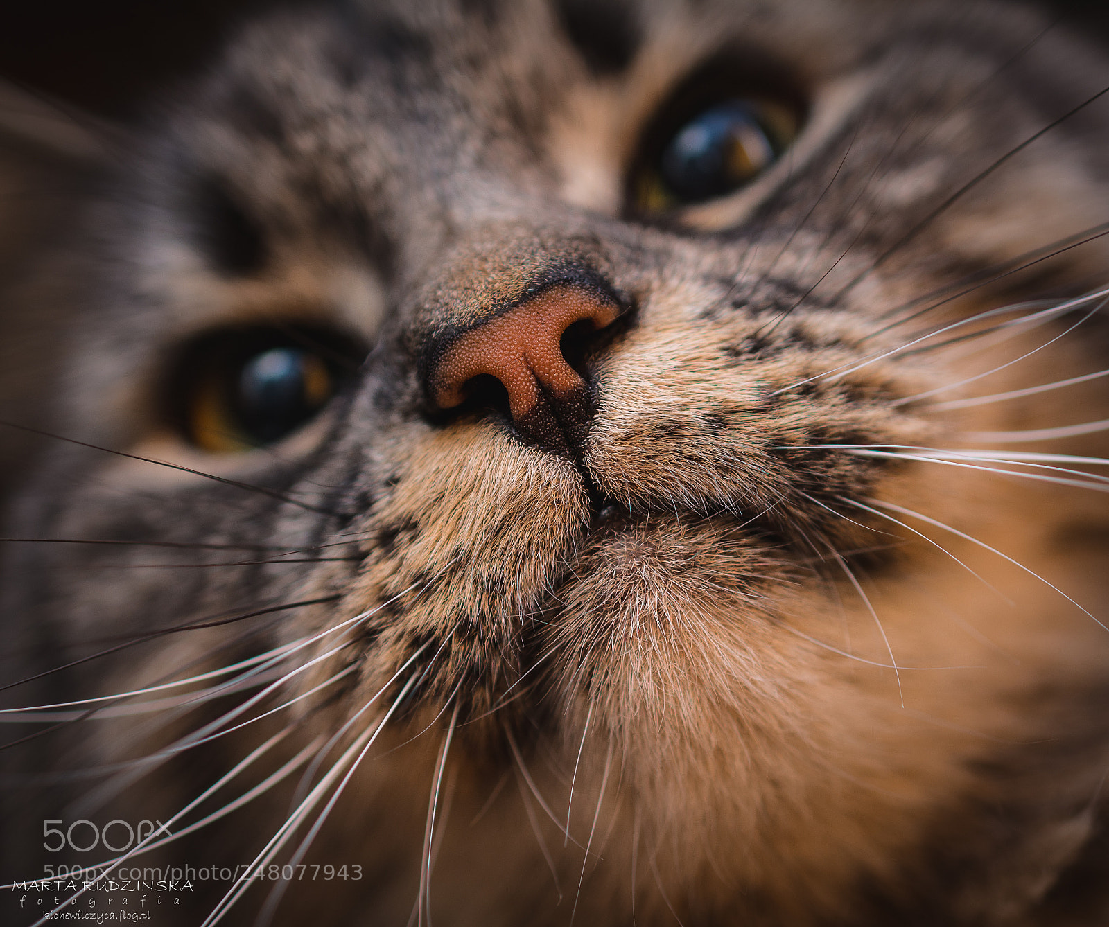 Nikon D7100 sample photo. A siberian nose photography
