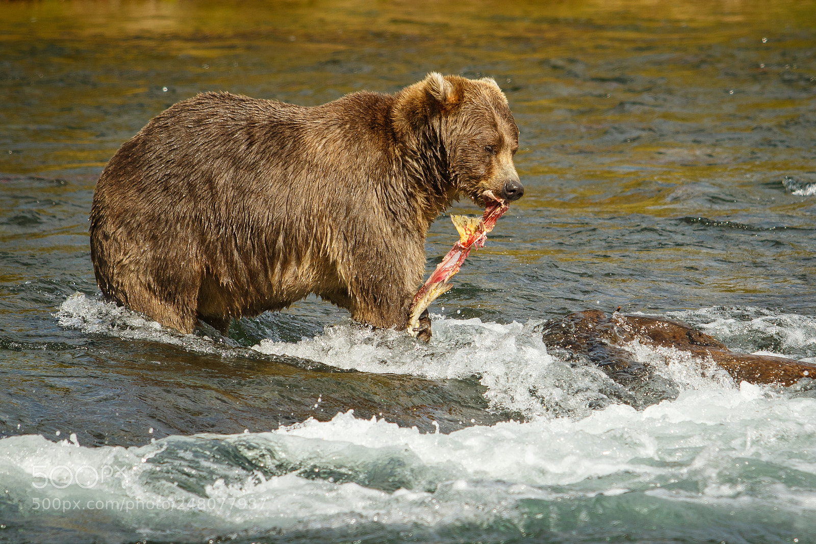 Canon EOS 7D Mark II sample photo. Mama-bear with catched salmon photography