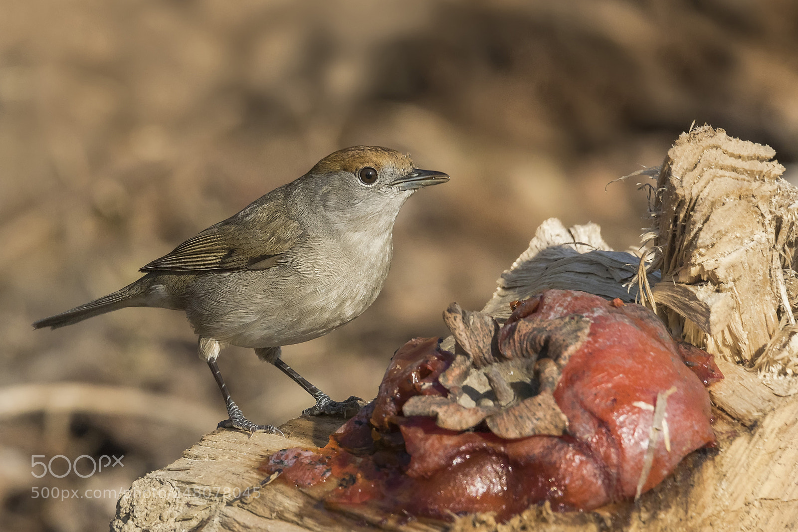 Canon EOS 7D Mark II sample photo. La capinera e il photography
