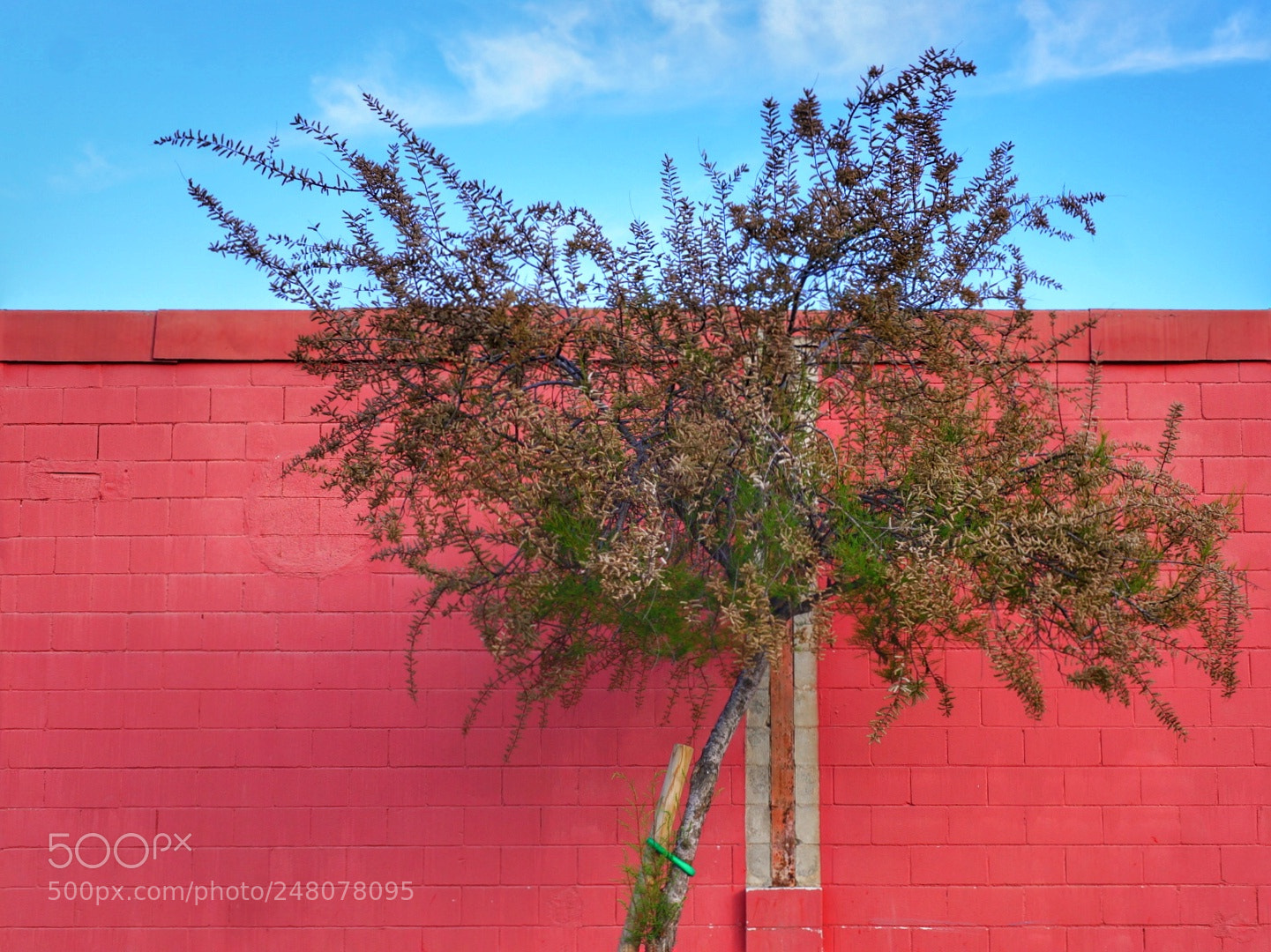 Sony Alpha NEX-6 sample photo. Muro photography