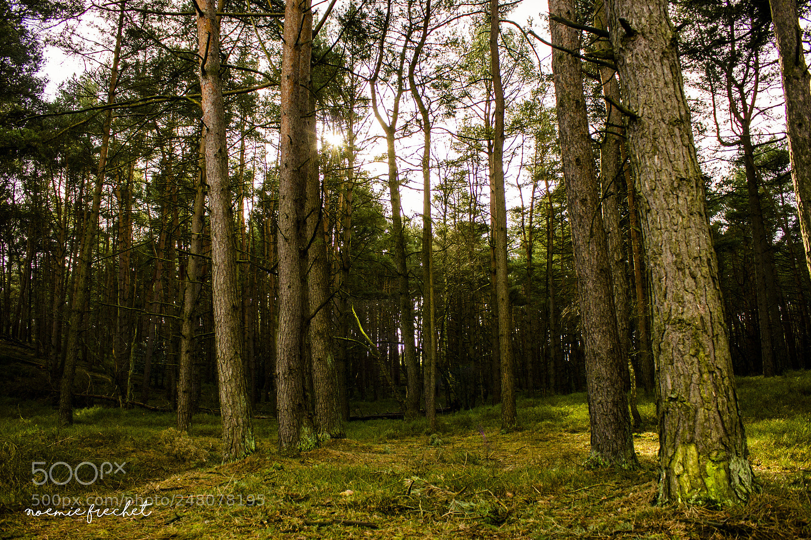 Canon EOS 550D (EOS Rebel T2i / EOS Kiss X4) sample photo. Lost in forest photography