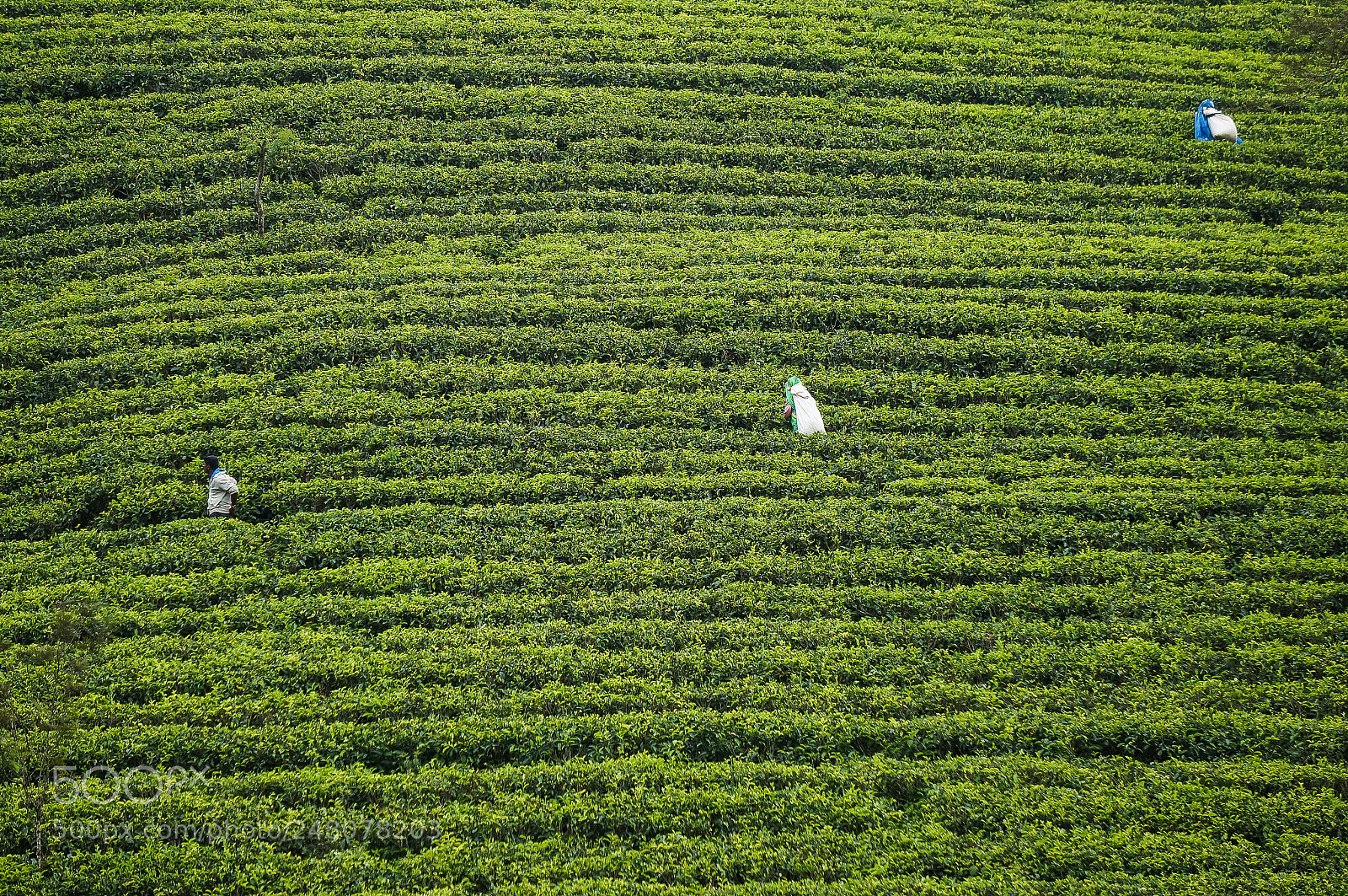 Sony Alpha NEX-5T sample photo. Tea workers photography