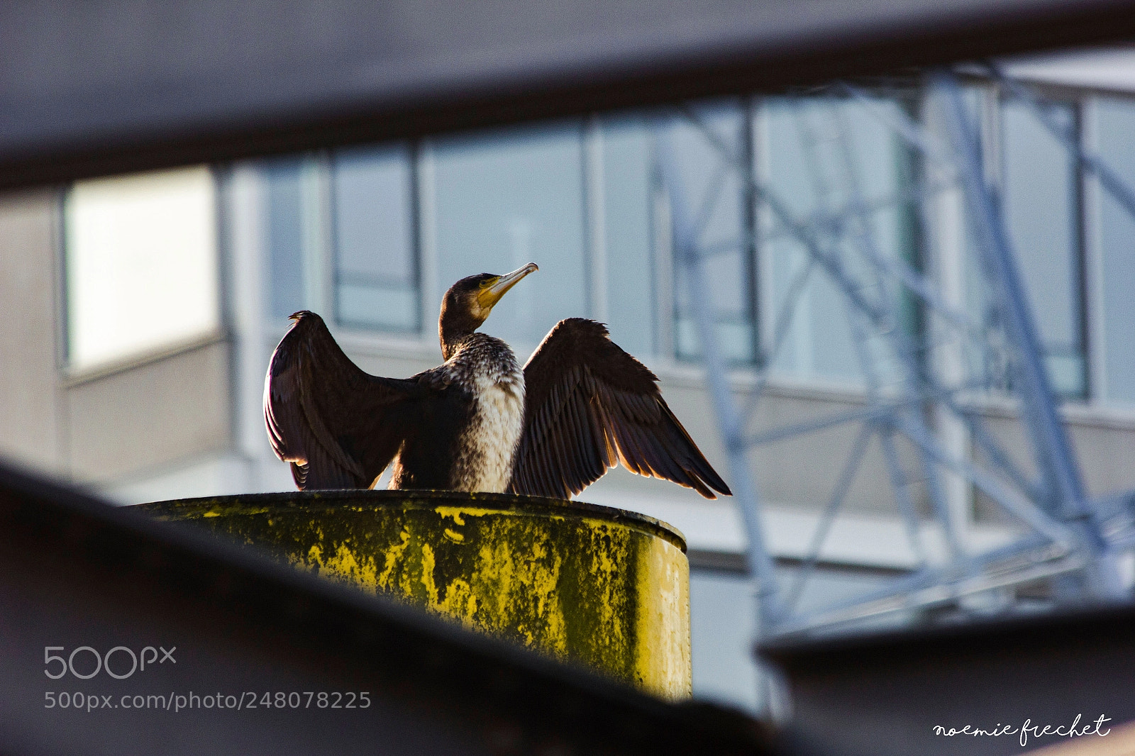 Canon EOS 550D (EOS Rebel T2i / EOS Kiss X4) sample photo. Kormoran photography