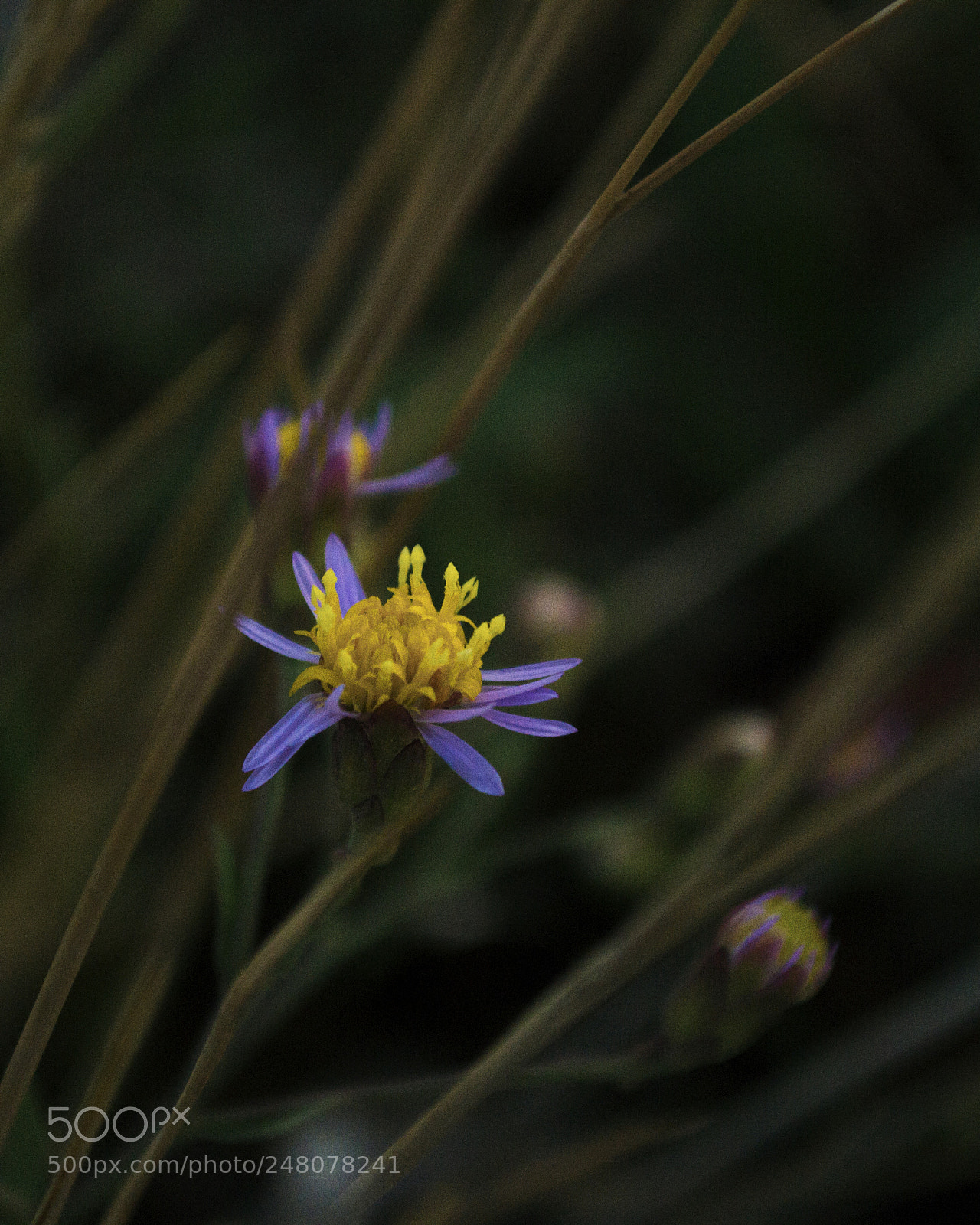 Nikon D3100 sample photo. Untitled photography