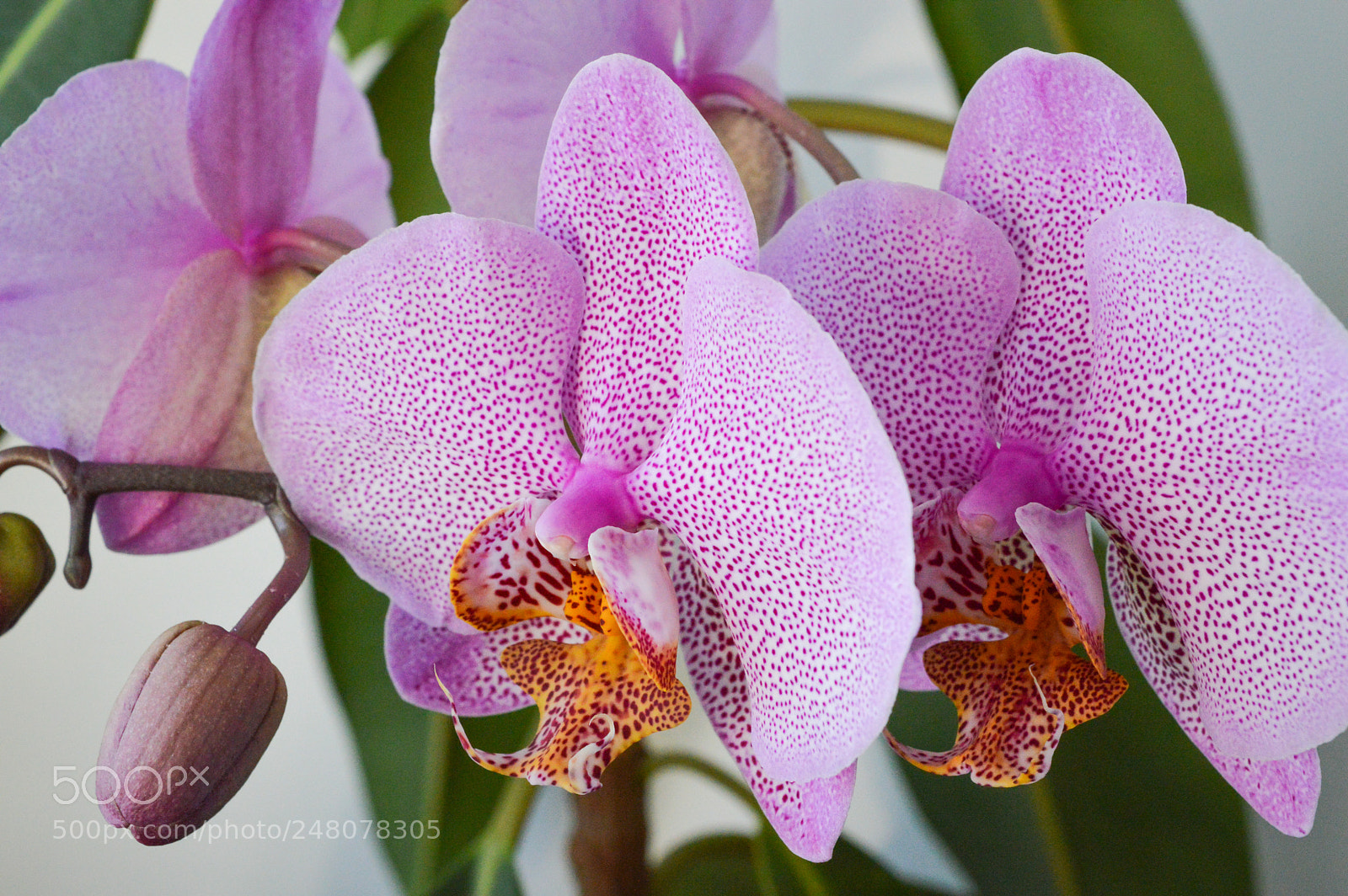 Nikon D3200 sample photo. Pink orchids photography