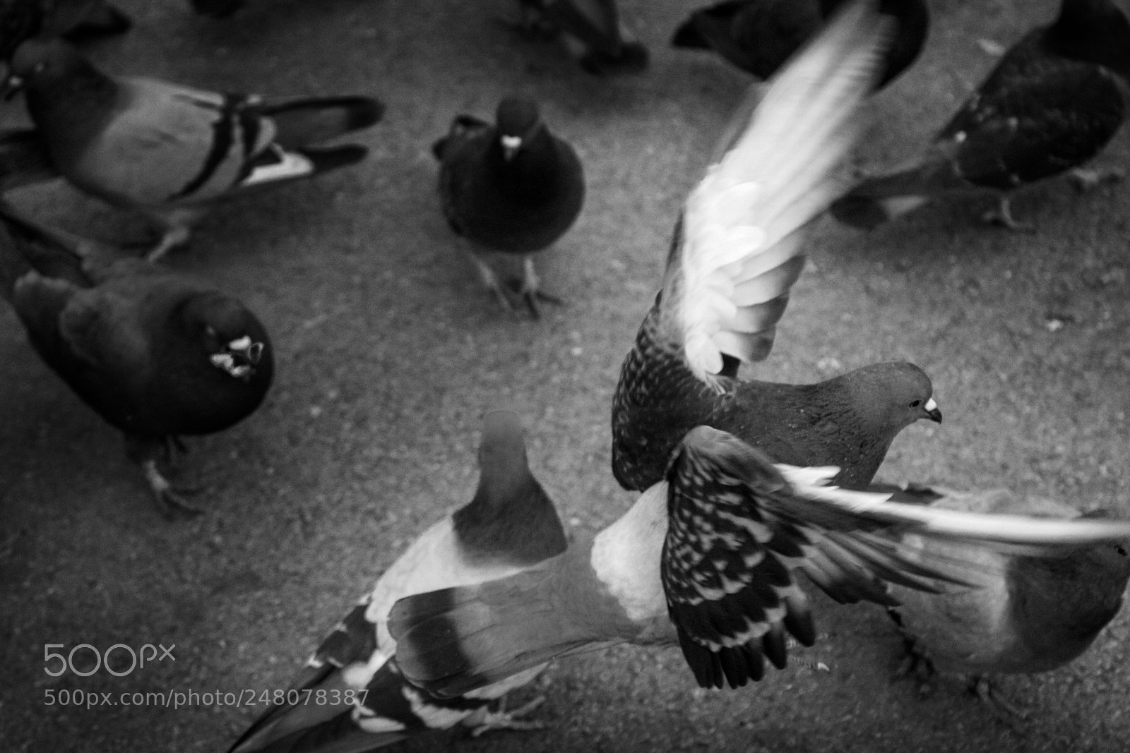 Canon EOS 80D sample photo. The gathering... and the photography