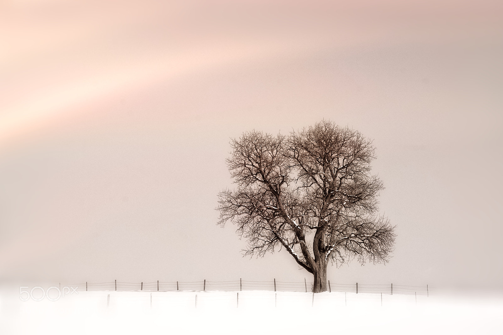 Nikon D7100 sample photo. Wintertree photography