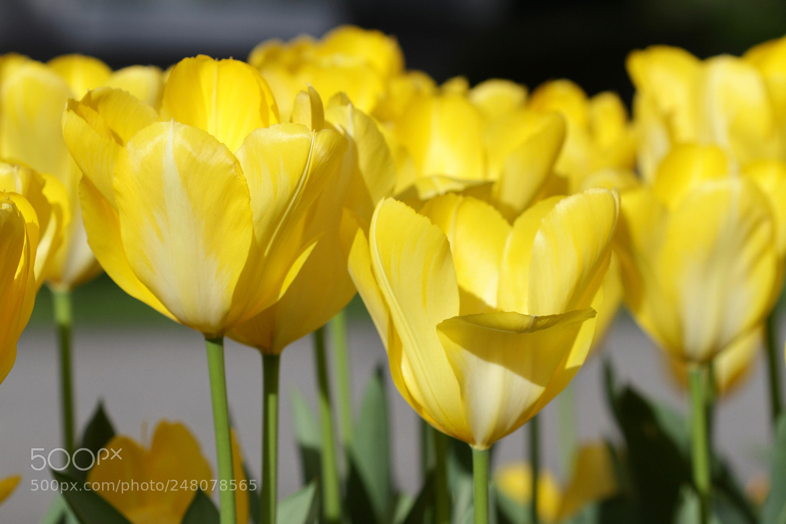 Canon EOS 7D sample photo. Tulips photography
