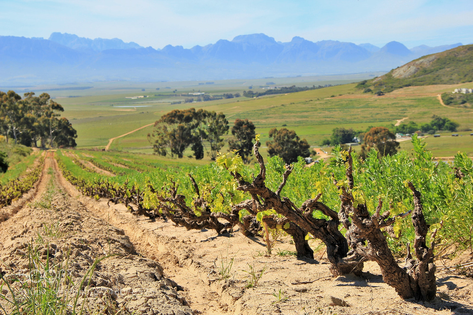 Canon EOS 550D (EOS Rebel T2i / EOS Kiss X4) sample photo. South african vineyards photography