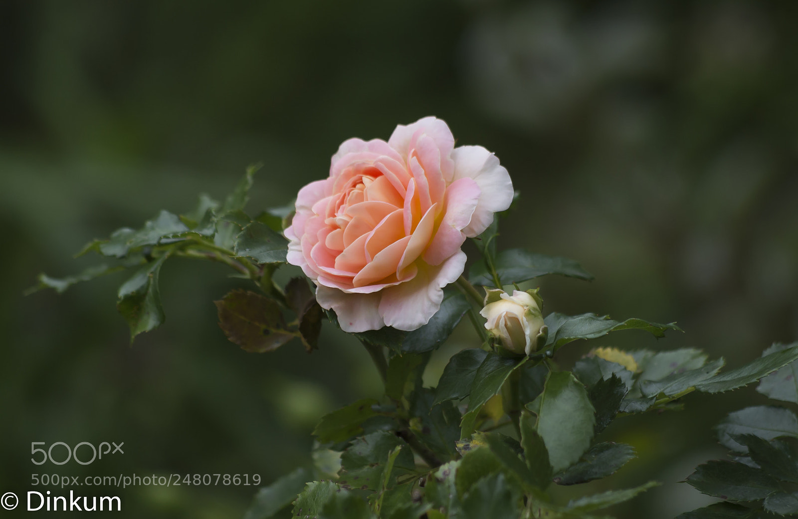 Pentax K-50 sample photo. A rose is a photography